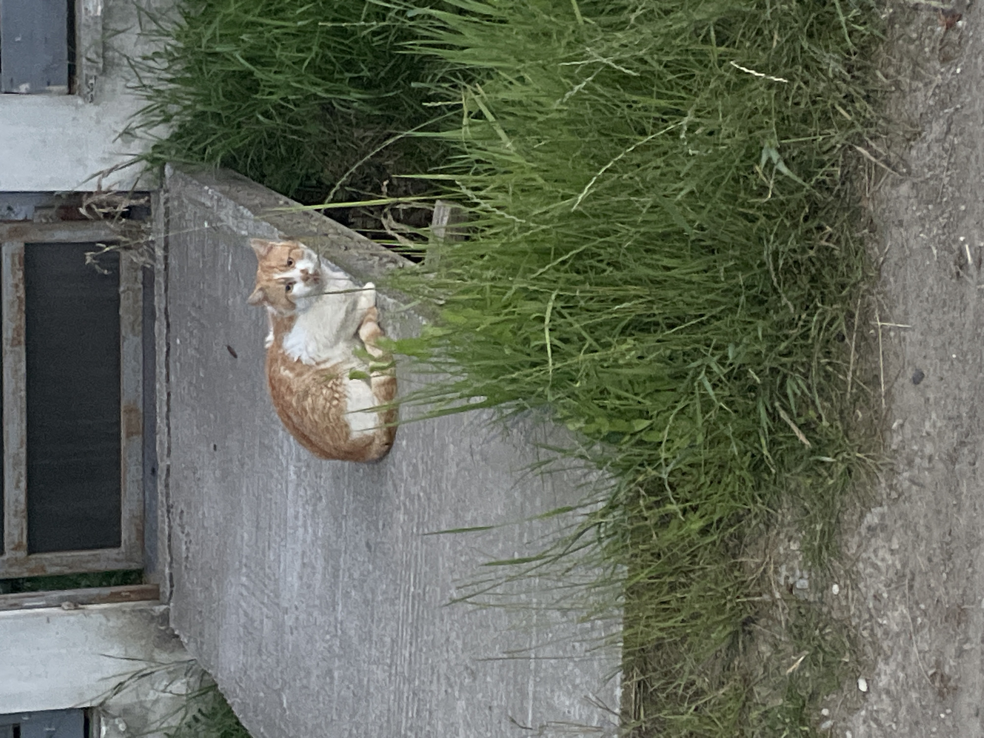 A ginger and white cat sits on a concrete ledge, looking towards the camera. The cat is mostly ginger with white on its chest and face. Behind the cat, tall green grass grows, and to the left is a portion of a building with a window. The ground to the right of the grass appears to be a dirt or gravel path. The scene is outdoors, with natural lighting suggesting daytime. The cat appears to be resting or observing its surroundings. There is no visible text in the image. The location context provided is Bârnova, Romania.