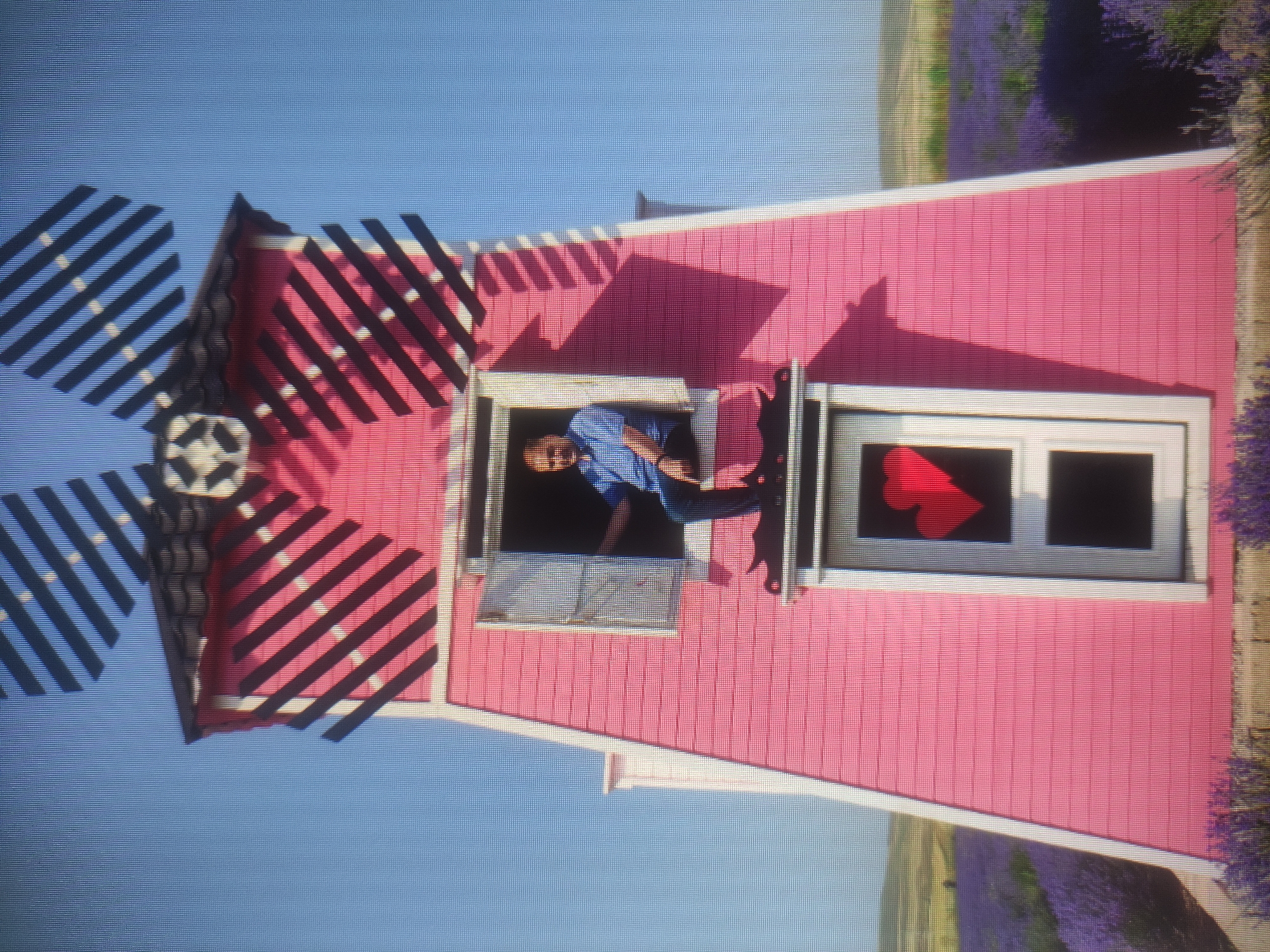 A man in a blue collared shirt is sitting in an open window of a pink, windmill-shaped structure. The structure has a black roof and black and white striped blades. Below the window, there is a door with two red hearts attached to it. The structure is surrounded by fields of purple flowers, likely lavender. The sky is clear and blue. The location is not in Baku, Azerbaijan.