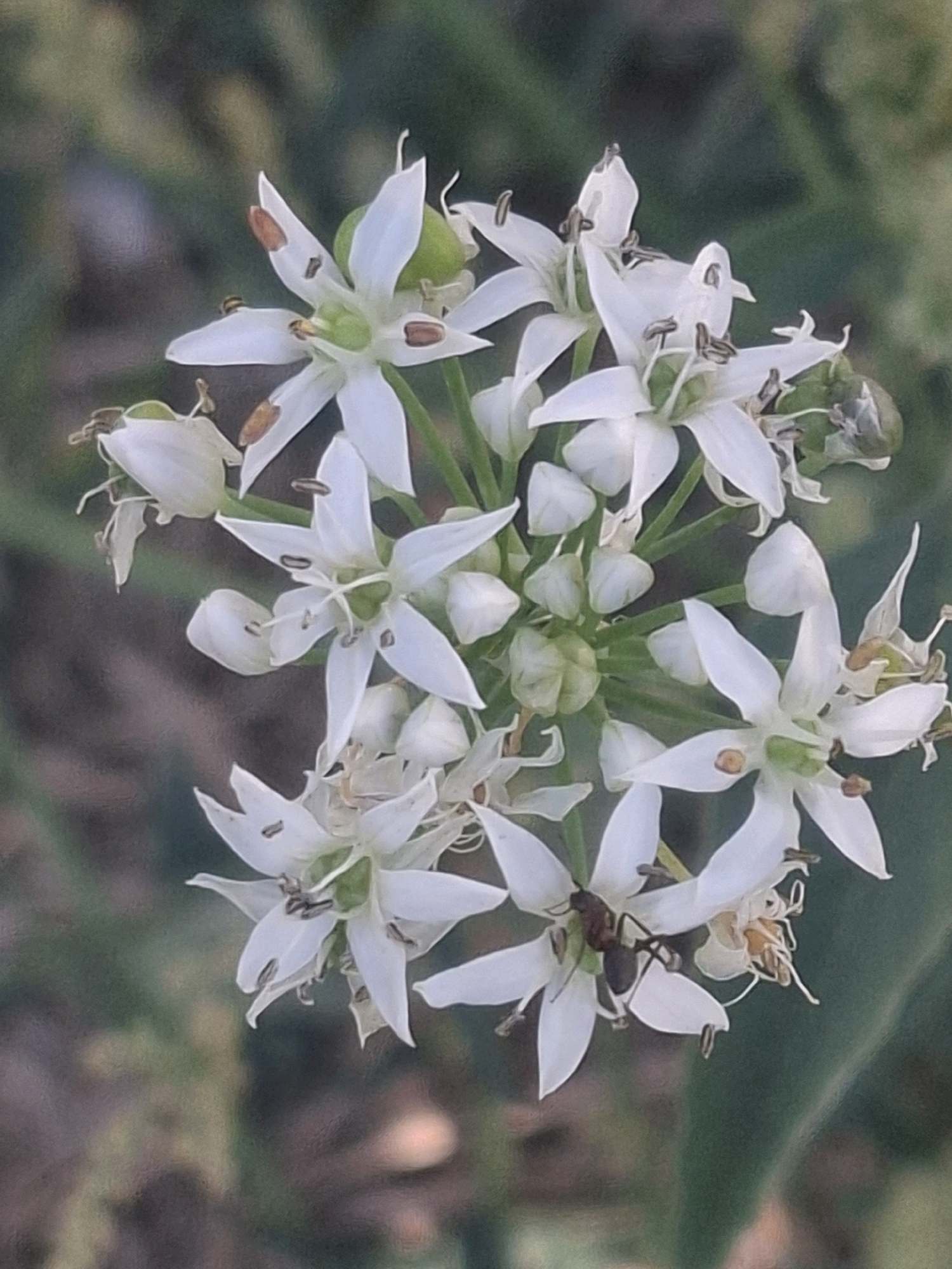 The image shows a close-up view of a cluster of white, star-shaped flowers. Some of the flowers are in full bloom, while others are still in bud. The flowers have delicate white petals and prominent stamens. A small insect, possibly an ant, is visible on one of the petals. The background is blurred and appears to be foliage, suggesting an outdoor natural setting. The image quality is somewhat grainy. The location in Almaty, Kazakhstan, is not discernible from the visual information in the image.