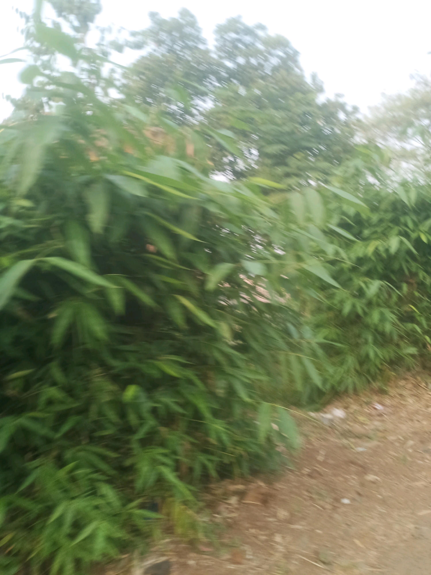 The image depicts a dense bamboo grove with blurred green foliage in the foreground and midground. A dirt path is visible to the right, with scattered debris. In the background, out-of-focus trees and an overcast sky are visible. The image appears to have been taken while in motion, resulting in motion blur. The location is identified as Ciseeng, Indonesia.