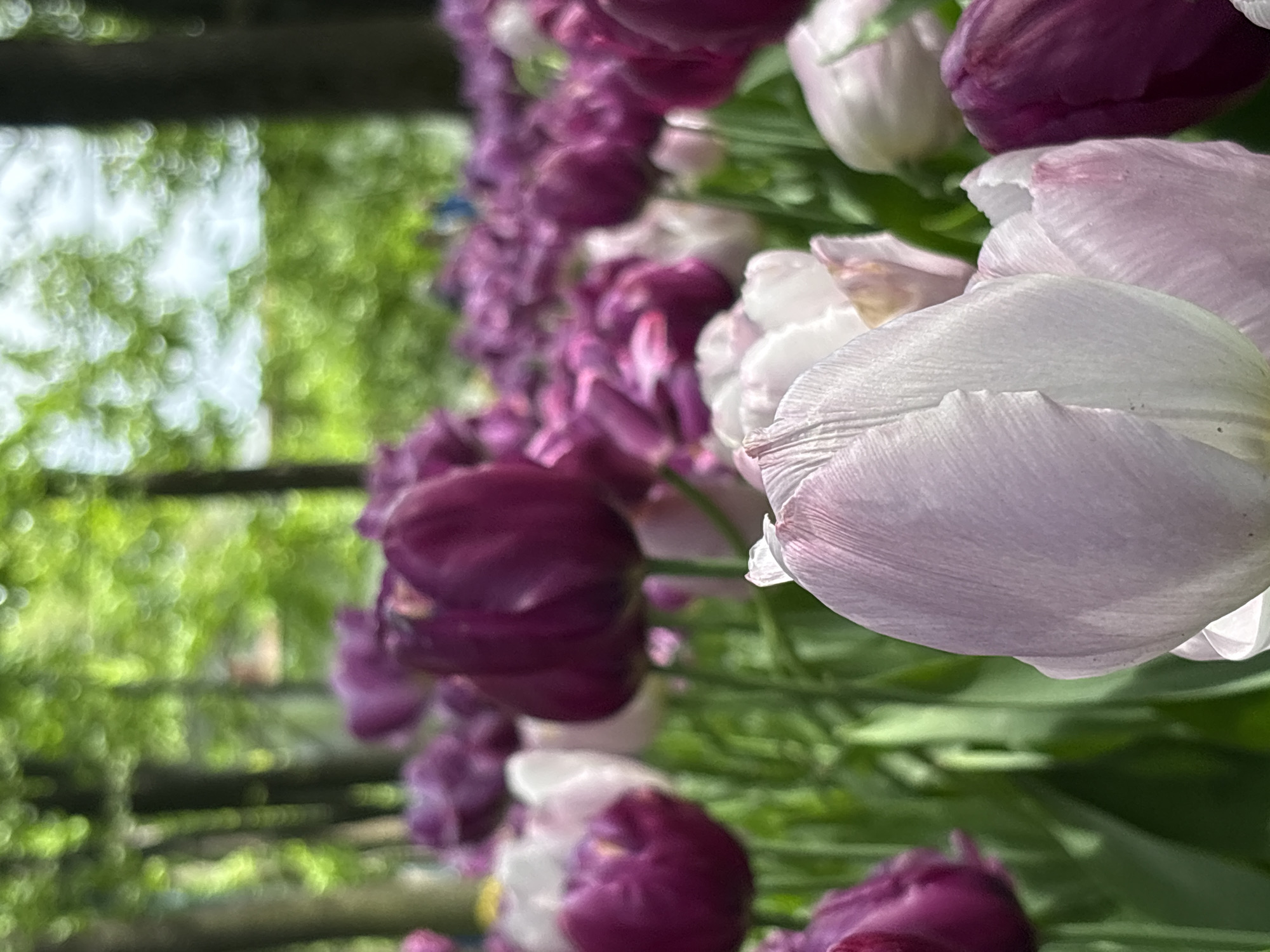 The image shows a close-up view of a row of blooming purple and white tulips. The tulips appear to be planted along a border or edge, with a blurred background of greenery and a hint of wooden structures. The scene may be from a park or garden. While I do not know the exact location from Saint Petersburg, Russia, the image may have been taken in a garden there.