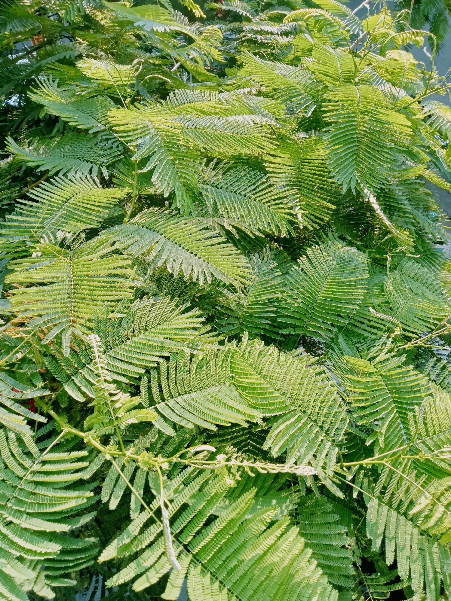 A close-up shot reveals a dense cluster of green mimosa leaves. The setting is a garden or natural environment, likely in Nha Trang Ward, Vietnam, given the geographic specification. The mimosa fronds are arranged in a chaotic but natural order, intermingling and partially overlapping. The leaves exhibit a fine, feathery texture. A few thin vines or tendrils are intertwined amongst the foliage. The lighting appears bright, possibly direct sunlight. No people, specific subjects, distinct objects beyond the plants, or activities are visible in the image.