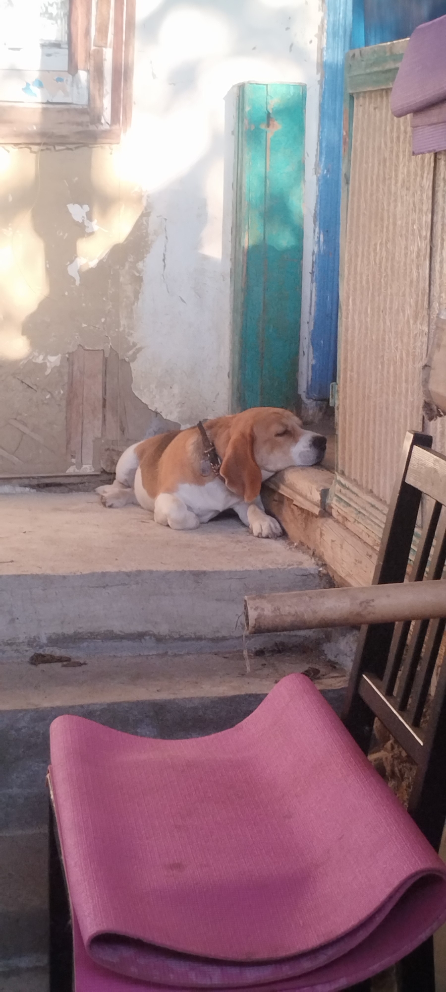 A tri-color Beagle dog is resting on a concrete step in front of a weathered wooden structure. The dog is lying on its side with its eyes closed, appearing to be asleep. It wears a dark-colored collar. The background shows a light-colored, textured wall with peeling paint, a blue-painted door frame, and wooden planks. In the foreground, a rolled-up pink mat is visible. The scene is illuminated by sunlight, casting shadows on the wall. The location is a street in Yaroslavskaya, Russia.