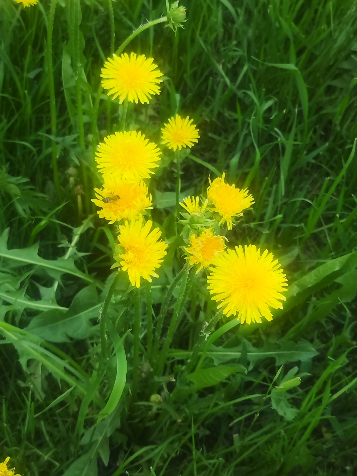 A cluster of yellow dandelions bloom amidst green grass. A bee rests on one of the dandelion heads. The location is an unkempt grassy area in what appears to be a natural area within the city of Chaikovsky, Russia.