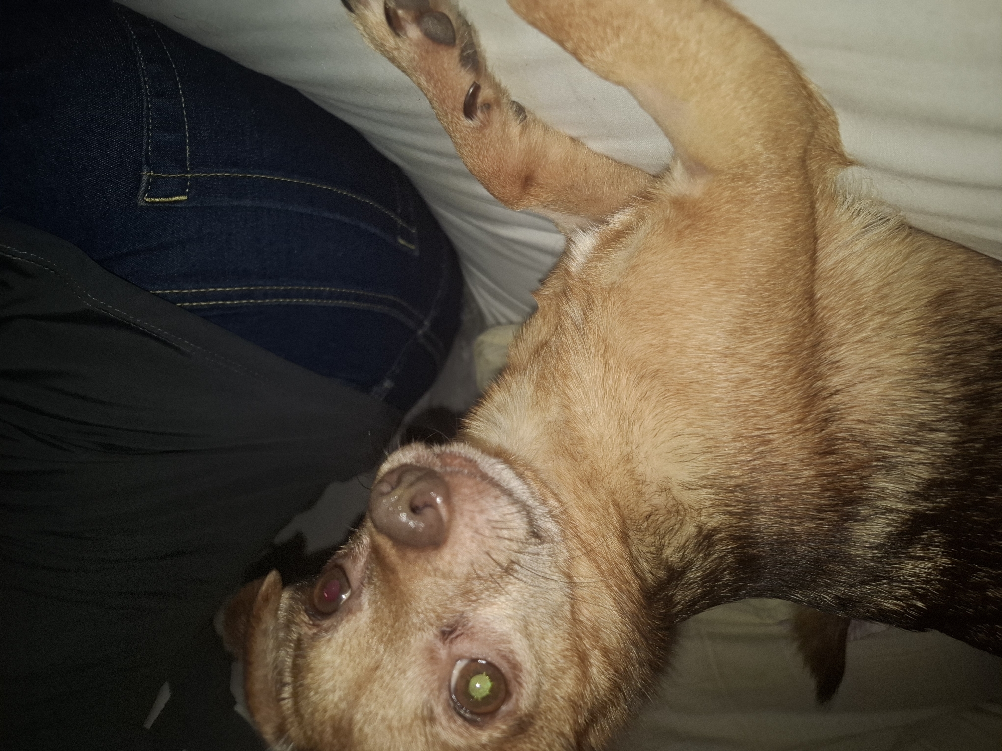 A close-up, slightly distorted, eye-level shot shows a small, light brown dog lying on a white surface, possibly a bed. The dog is facing the camera with its head turned slightly to its left. Its fur is short and has darker patches on its back and head. The dog's right eye appears to have a green pupil, while the left eye is red. Its nose is wet and dark. To the right of the dog, a person's legs are visible, wearing dark blue denim jeans. The background is dark and indistinct, with some texture suggesting fabric or a soft surface. The lighting is dim, casting shadows and highlighting the dog's features. The scene appears to be indoors.