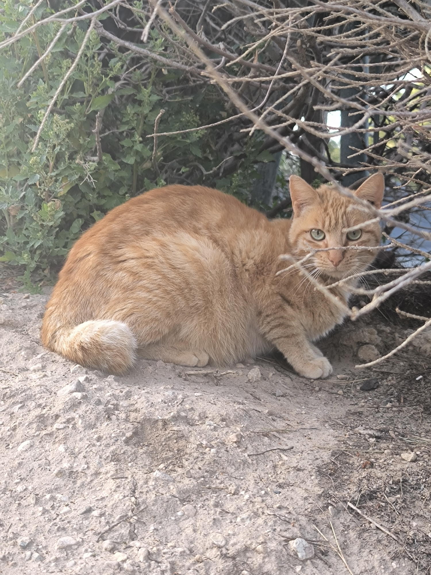 A ginger cat sits on dirt and stone. The cat is partially obscured by dry branches. Behind the cat and branches are green leafy plants. The location is unknown.