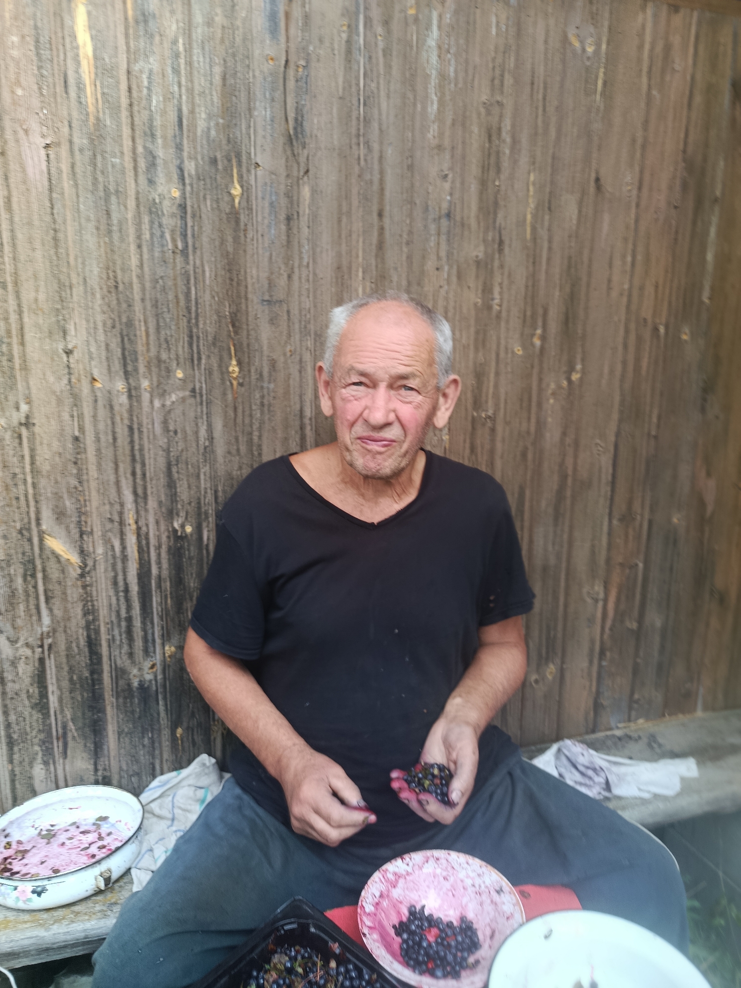 An elderly Caucasian man with grey hair, light skin, and wrinkles on his face is sitting outdoors in front of a weathered wooden wall. He is wearing a black t-shirt and dark pants. In his hands, he is holding and sorting dark berries, likely currants, into a black plastic container and a pink patterned bowl. To his left, a white enamel bowl with a floral pattern contains berries and a pinkish liquid. A white cloth is draped over a wooden bench he is sitting on. The environment appears to be rustic, possibly a rural setting in Verea, Russia, given the wooden structure and the activity of berry sorting. The lighting suggests it is daytime.