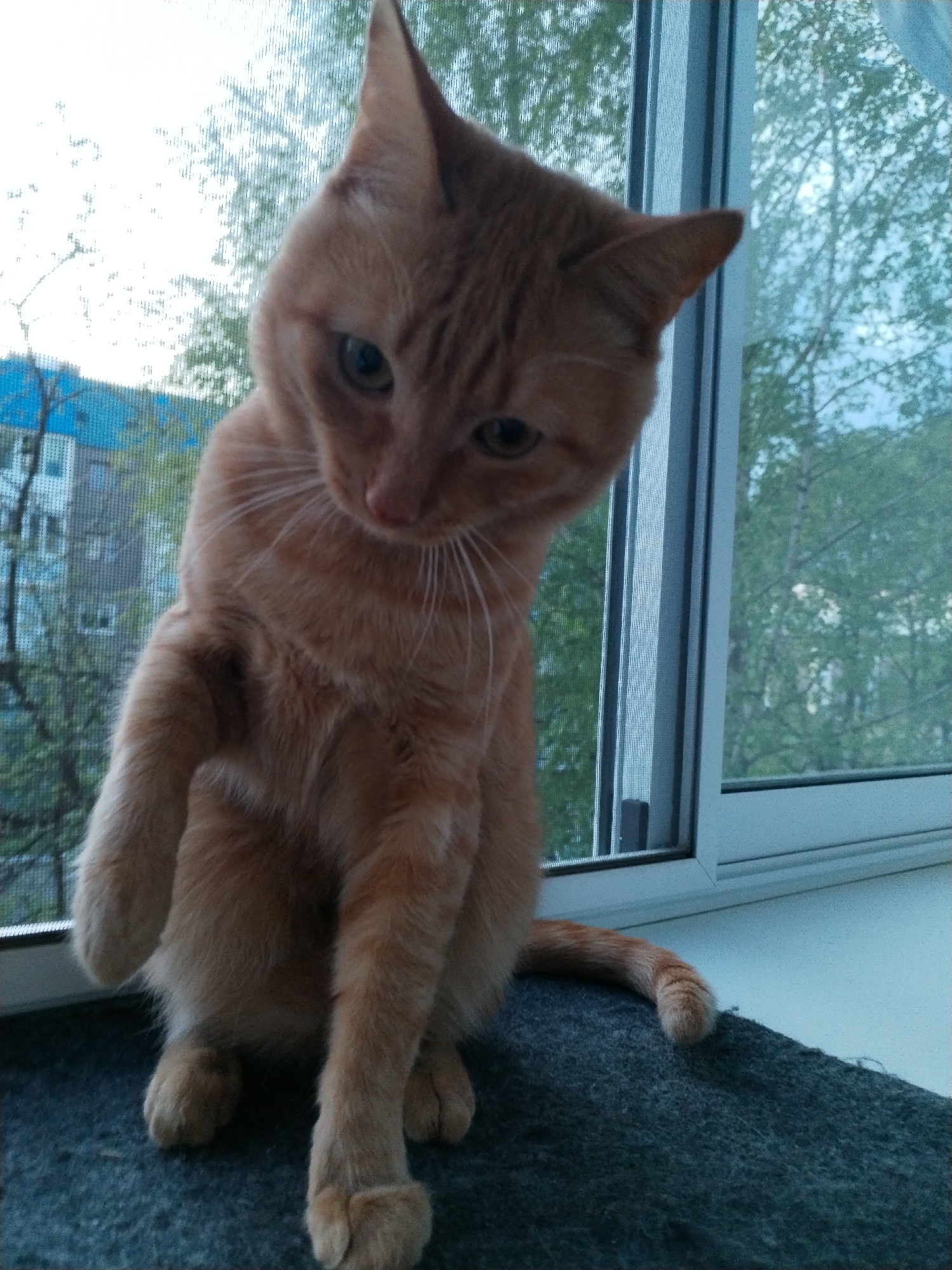 A ginger tabby cat sits on a dark gray surface, possibly a windowsill mat, indoors by a window. The cat is positioned in the foreground, facing the viewer with its head tilted slightly to the left. The cat's tail is curled to the right of its body. The window behind the cat has a screen and provides a view of trees and a building with a blue roof in the background, suggesting an urban setting. The location is Марковский, Russia. The lighting is soft, indicating daylight. There are no other subjects or apparent interactions within the frame.