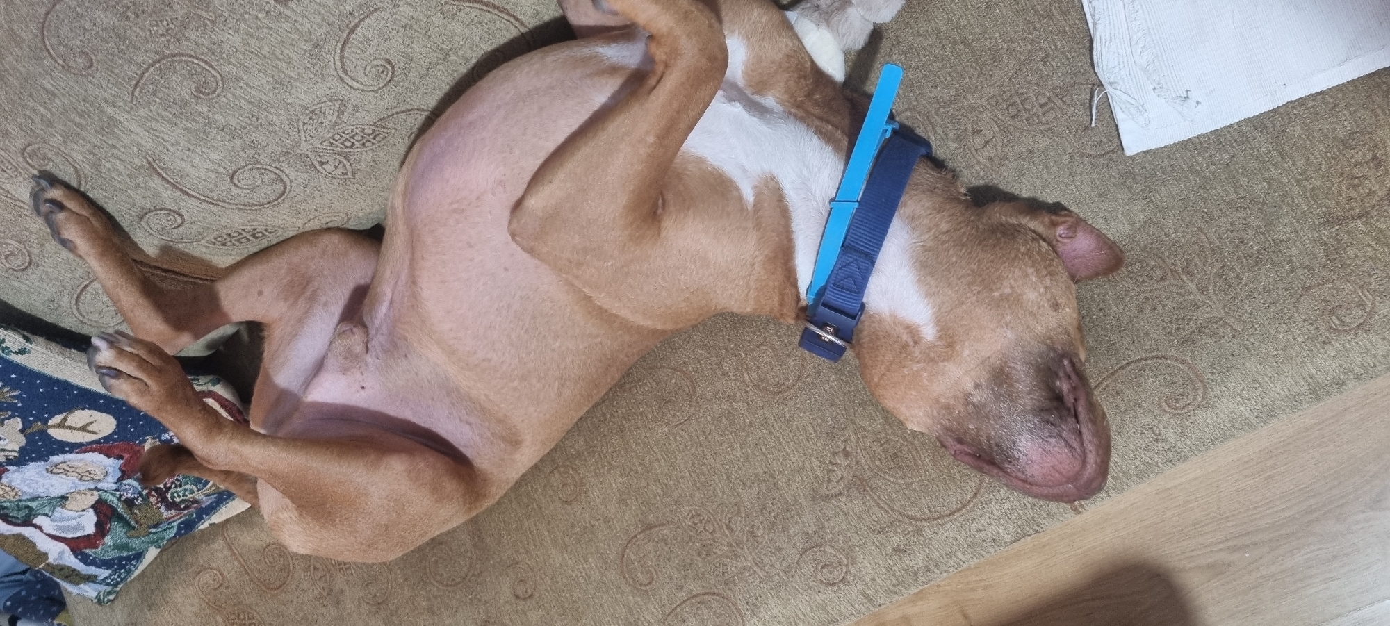 The image captures a tan and white dog lying on its back in an indoor setting. The dog, possibly a pit bull or similar breed, has light brown fur with distinct white markings on its chest and belly. It is wearing a dark blue collar from which a lighter blue plastic device or tag protrudes upwards.
The dog's relaxed posture, with its belly exposed and legs somewhat curled, suggests it is either deeply asleep or enjoying a comfortable rest. It is positioned across a light brown patterned rug or carpet. A Christmas-themed cushion or pillow, featuring a Santa Claus design, is partially visible beneath the dog's hind paws on the left side of the frame. To the upper right, a section of a light-colored, textured fabric, possibly a blanket or another rug, is visible. The bottom right edge of the image shows a strip of light wooden flooring. The ambient lighting suggests an indoor environment. No text is visible in the image. The overall scene conveys a sense of peaceful domestic comfort.