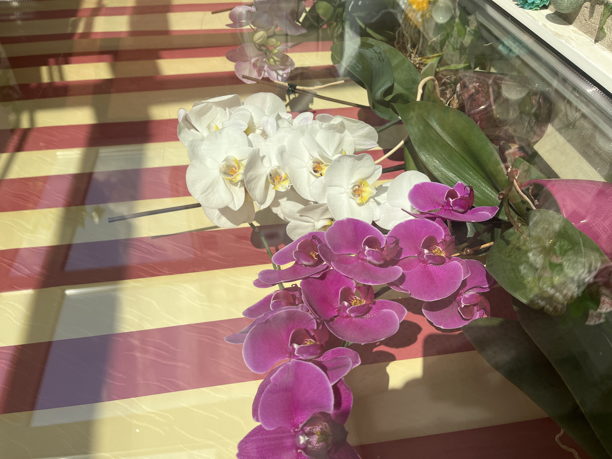 A high-angle shot captures a vibrant display of orchids in full bloom. A cluster of white orchids with yellow centers is juxtaposed with a cascade of purple orchids. The flowers sit on a surface with a striped pattern of red and yellow. The image has a reflective quality. Part of a window frame can be seen in the upper right corner, along with other potted plants. The location in the city of Veliko Tarnovo, Bulgaria is not evident in this image.