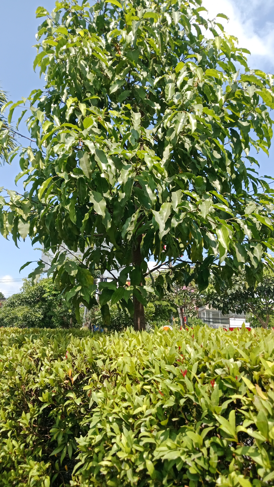A medium shot captures a tall tree with abundant green leaves against a bright blue sky in Kuta, Indonesia. The lower half of the image is dominated by a neatly trimmed hedge, also lush and green, with some hints of red foliage interspersed. The tree's trunk is visible in the center, and its branches spread widely, creating a dense canopy. In the background, a glimpse of other trees and what appears to be a building or structure can be seen, suggesting an urban or park-like setting. The scene is illuminated by natural sunlight, casting shadows and highlighting the vibrant green of the vegetation.