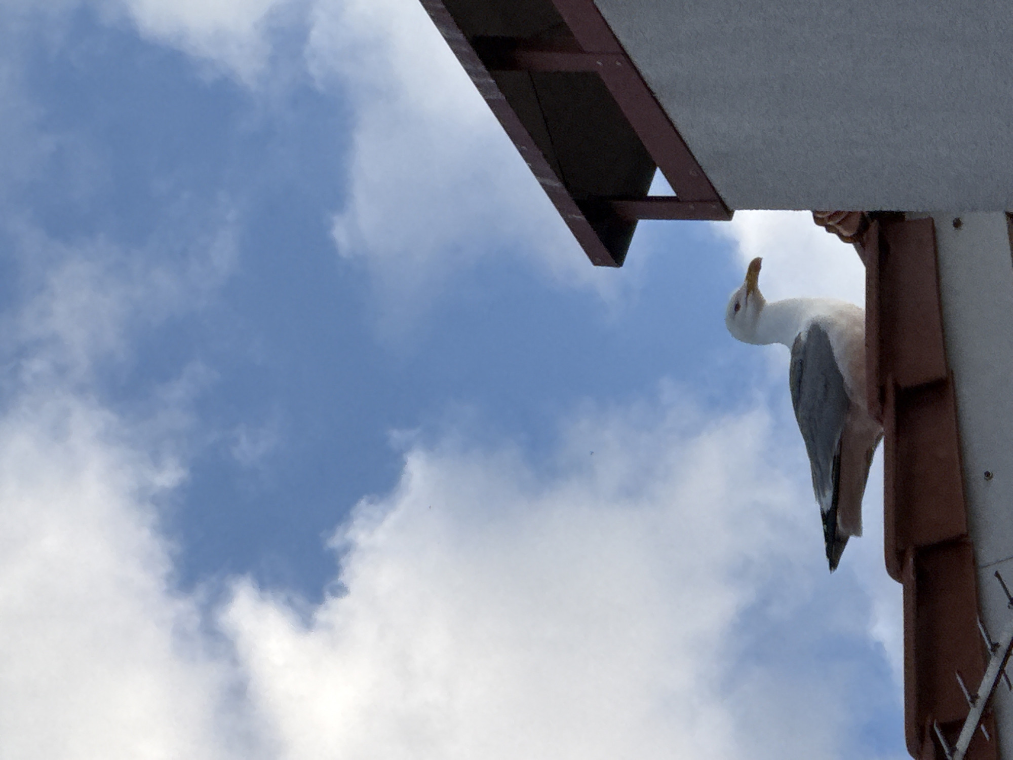The image shows a seagull perched on the side of a building, looking up at the sky. The sky is blue with scattered white clouds. The building appears to be made of concrete and wood, with a dark brown overhang. The seagull is white with gray wings and a yellow beak. It is looking upwards, with its head tilted back. The image is taken from a low angle, looking up at the bird and the building against the sky. The lighting suggests it is daytime. There is no visible text in the image. The scene appears to be an outdoor setting, possibly near a coast or body of water where seagulls are commonly found. The activity depicted is simply the bird in a resting or observing posture.