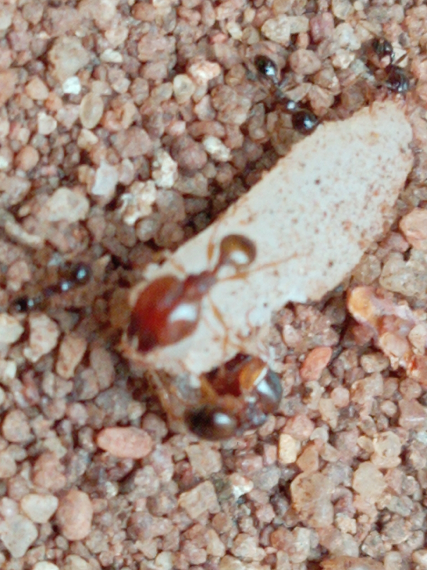 The image depicts several ants carrying a piece of food, likely bread, on a sandy or gravelly surface. One ant is reddish brown, while the others are black. The environment consists of small pebbles and sandy particles. The scene is located in Orji, Nigeria. The actions include ants transporting the food. There is no evidence of people.