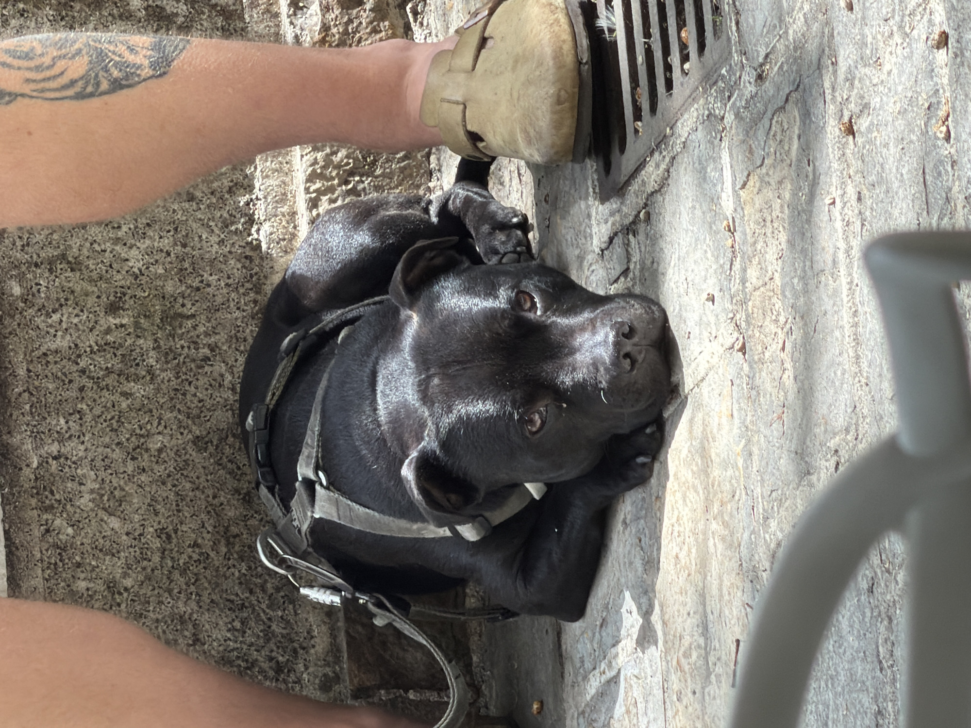 A black dog wearing a harness lies on the ground, its head turned upward. A foot in a beige shoe is positioned near the dog's head. The dog and foot are near a drainage grate set in a stone surface. The setting appears to be an outdoor public space, possibly in Budva, Montenegro, based on the stone paving and architectural details. An arm with a tattoo is visible to the left of the dog. Part of a white chair is visible in the bottom right corner of the image.