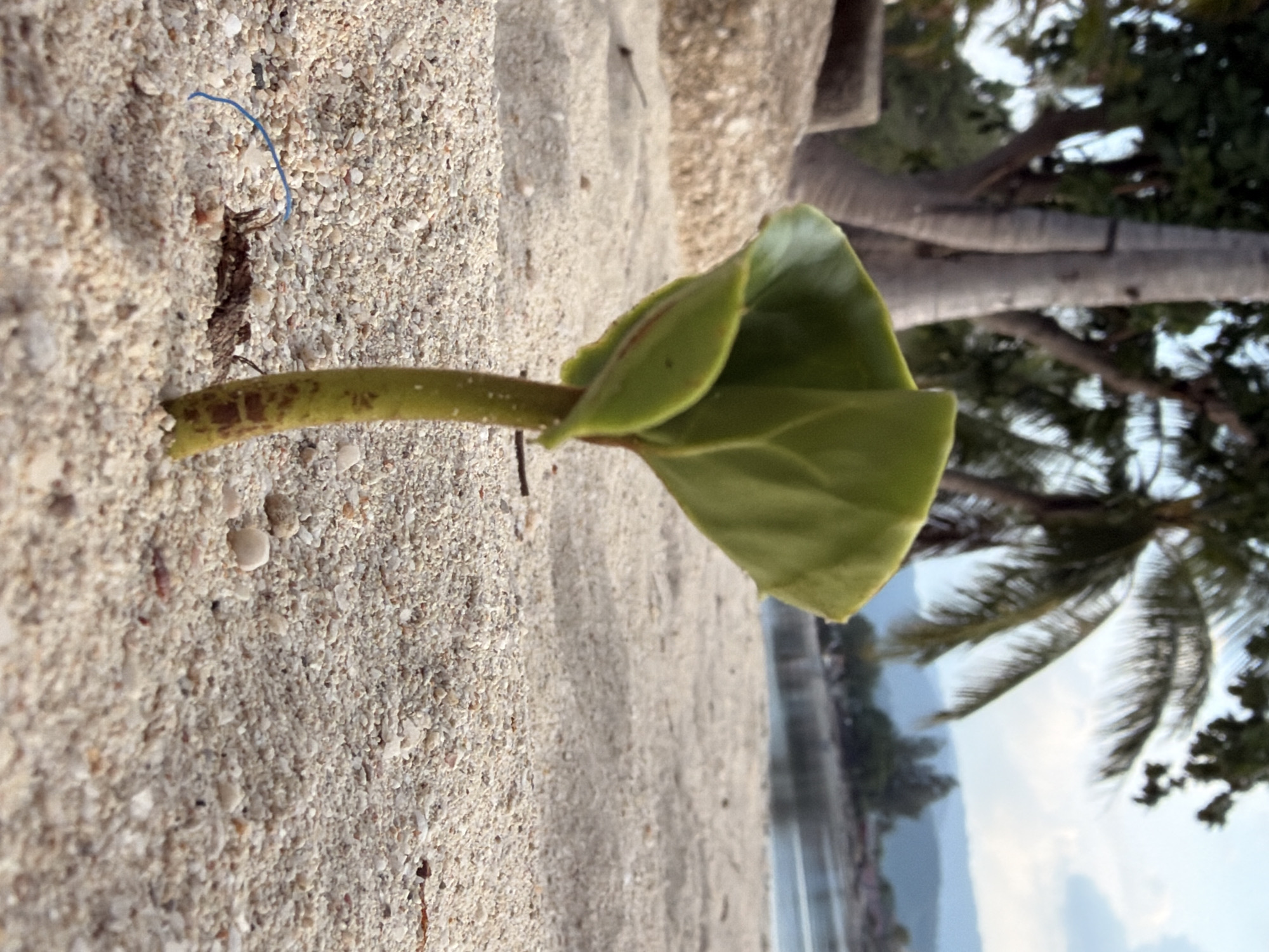 A small green sprout with tightly curled leaves emerges from a sandy beach in Ko Samui District, Thailand. The sand is coarse and speckled with tiny shells. In the background, palm trees with their fronds are visible, along with a glimpse of water and distant hills under a cloudy sky. The scene is tranquil and natural, with the sprout appearing as the primary focus of the composition.
