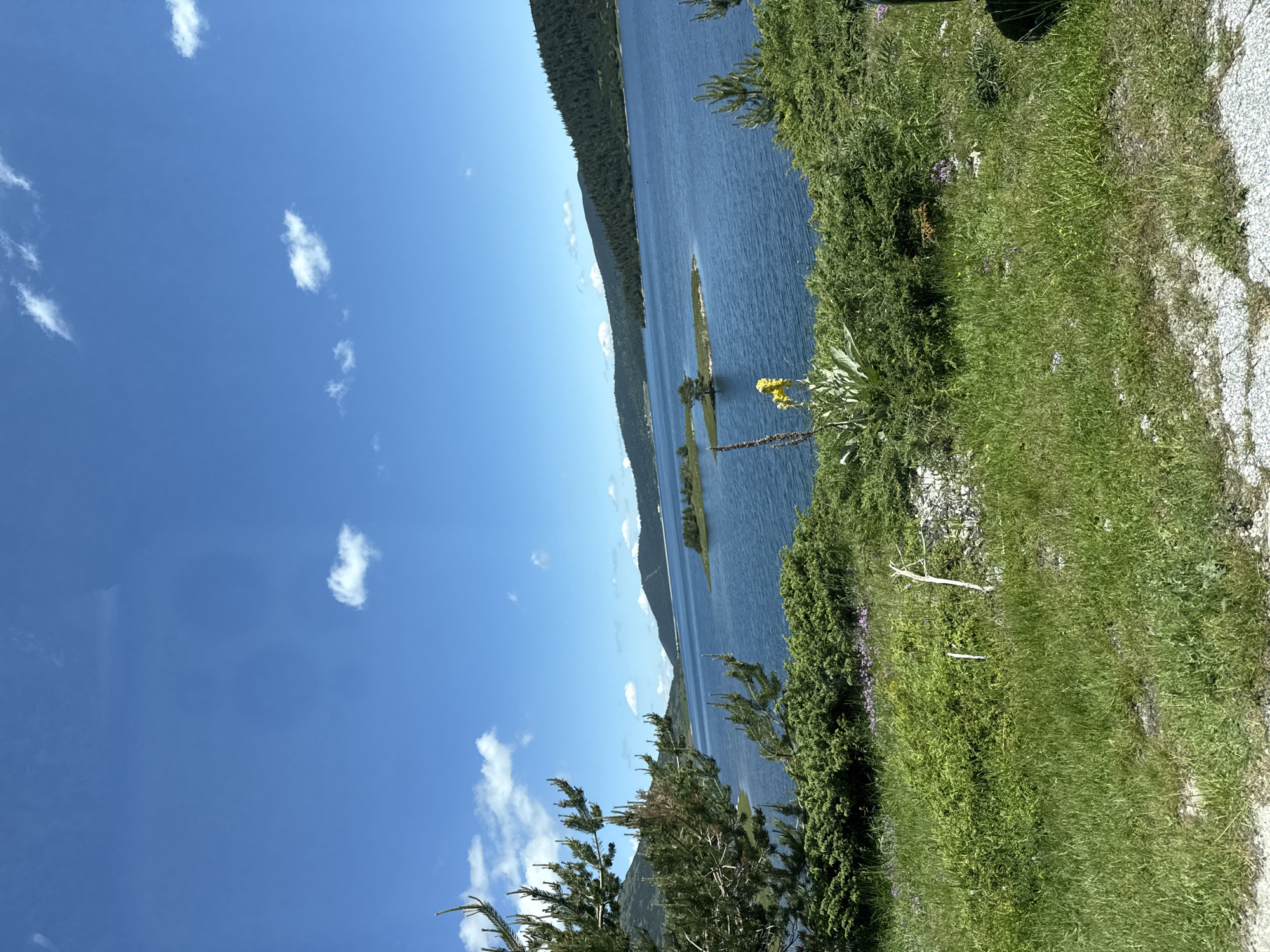 A wide-angle shot captures a scenic view of a large, calm body of water, likely a lake or reservoir, under a clear blue sky dotted with fluffy white clouds. The water extends into the distance, bordered by undulating hills covered in lush green trees. In the middle distance, a small, tree-covered island breaks the surface of the water. In the foreground, dense green bushes and tall green grass line the edge of the water. A single yellow flower stands out amongst the greenery, and a few small purple wildflowers are scattered nearby. A weathered tree branch leans against the grass in the mid-foreground. The scene is bathed in bright sunlight, suggesting a warm day. The overall impression is one of natural beauty and tranquility, characteristic of the mountainous regions near Smolevo, Bulgaria.