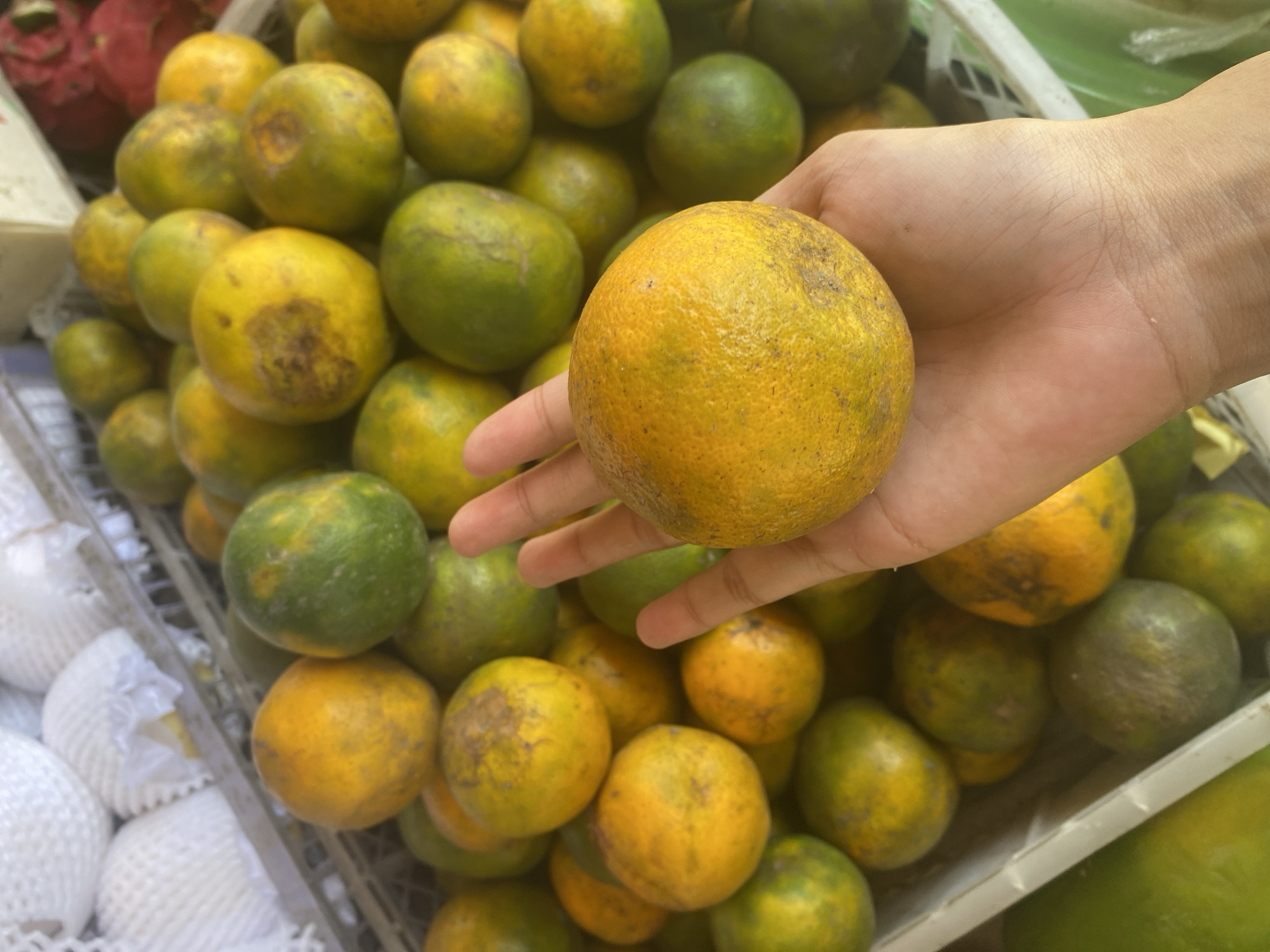 The image shows a hand holding a single, round orange with a textured peel that is predominantly yellow with some green and brown blemishes. The hand appears to be that of a young person, with visible veins and lighter skin tone. In the background, a large quantity of similar oranges are piled in a white plastic crate. Some of these oranges are a vibrant yellow, while others are a mix of green and yellow, suggesting they are either unripe or a variety that ripens to a mottled color. There are also white netted coverings on some round objects in the upper left corner, possibly other fruits like pears or apples. The overall setting appears to be a market stall or grocery store in Ta', Indonesia, given the type of fruit and display typical of Southeast Asian markets. The lighting suggests an indoor or shaded outdoor environment.