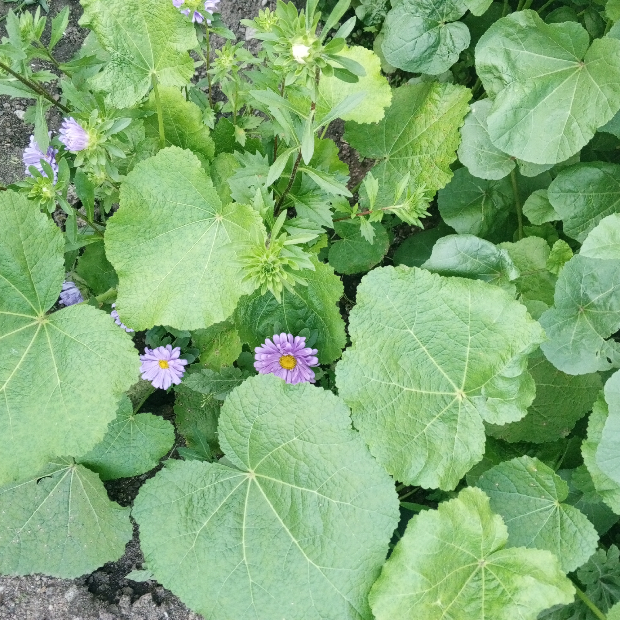 The image shows a close-up view of green foliage with several purple flowers interspersed. The leaves are large and lobed, with prominent veins. The flowers are daisy-like with many delicate petals and yellow centers. Some flower buds are also visible, some closed and green, others partially open with hints of purple. The scene appears to be an outdoor garden. The background is dark and somewhat out of focus, suggesting a natural setting. This image was taken in Sayanogorsk, Russia.