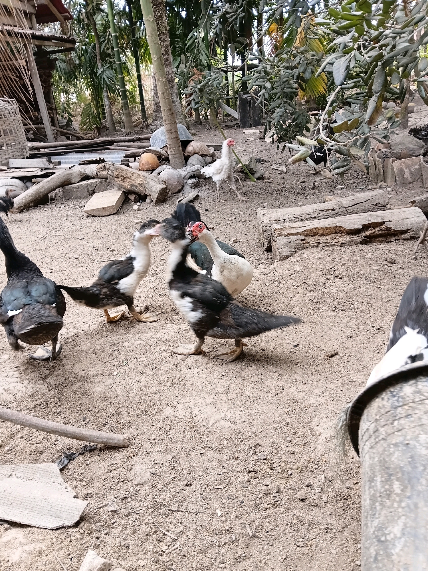 This is an outdoor scene in Margo Rukun, Indonesia, depicting a dirt-covered yard with several ducks and a chicken. In the foreground, three ducks are clustered together. One black duck is facing away from the camera, showing its dark, iridescent feathers and webbed feet. To its right, two ducks with black and white markings are interacting, one with its head lowered as if pecking. Behind them, a white chicken with red wattles stands alert. The environment is cluttered with natural and man-made debris, including logs, coconuts, and what appears to be a woven basket or mat. Trees with dense foliage form a natural backdrop to the scene, suggesting a rural or semi-rural setting. The ground is uneven and sandy, characteristic of an outdoor enclosure.