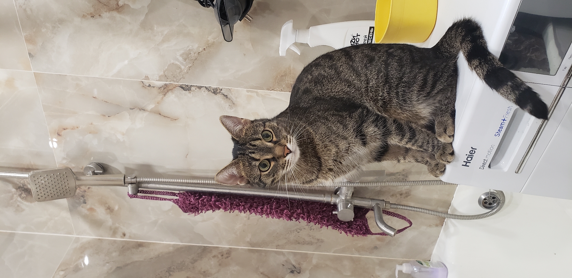 A tabby cat is sitting on top of a white Haier washing machine in a bathroom. The cat is looking at the camera with its mouth slightly open. The washing machine is positioned next to a bathtub. Above the washing machine, there is a showerhead and a purple washcloth hanging from the shower handle. The bathroom walls are covered in marble-patterned tiles. A white spray bottle and a yellow plastic bowl are visible on top of the washing machine to the right of the cat. A dispenser of liquid soap is to the left of the washing machine. The scene appears to be indoors in a domestic setting.
