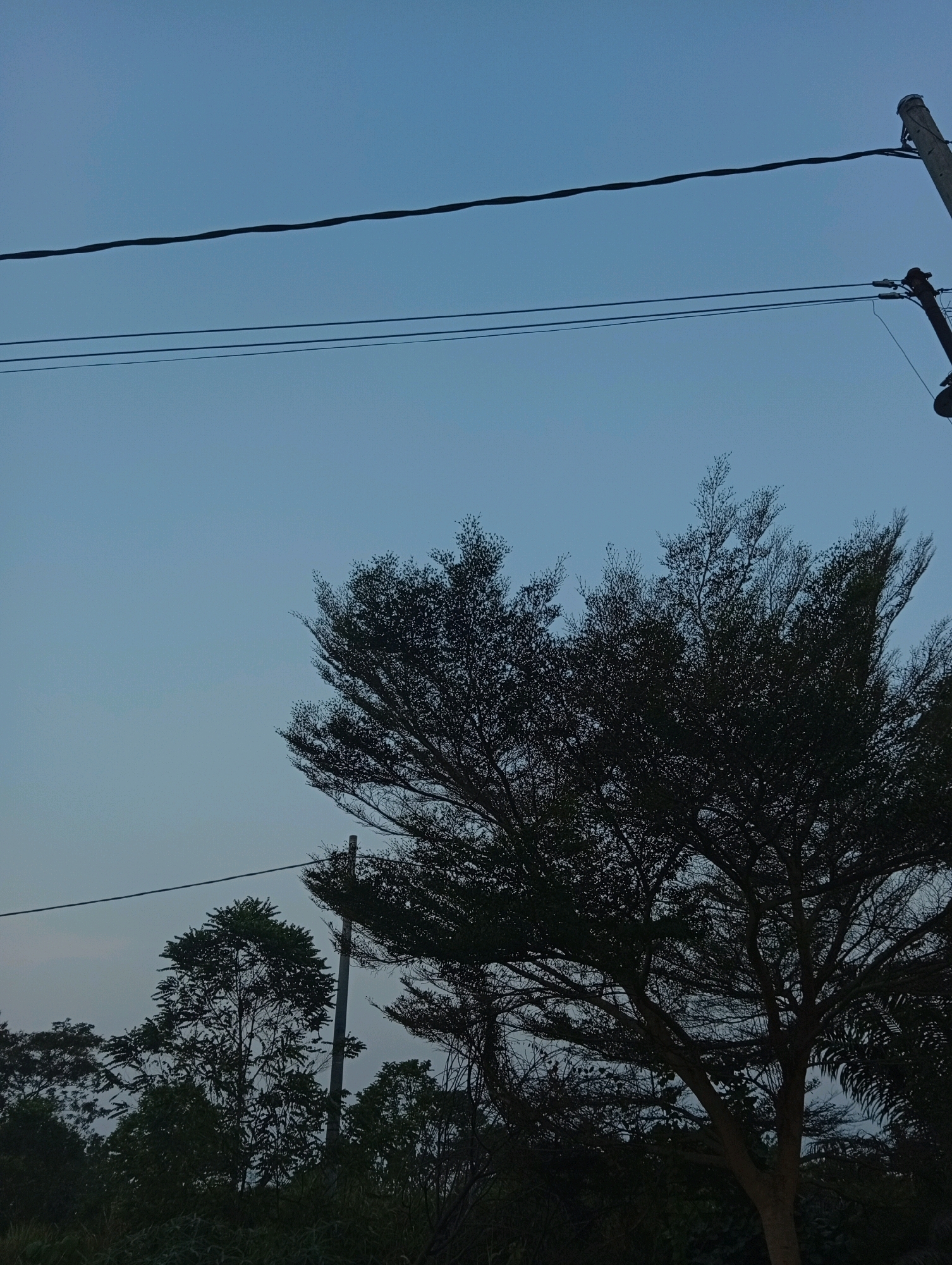 The image depicts a silhouetted tree against a dusky blue sky. A power line runs horizontally across the upper portion of the frame, with a utility pole visible on the right. The foreground is dominated by the dense foliage of the tree and other vegetation, also rendered in silhouette. The scene appears to be outdoors, likely in a semi-rural or suburban area, given the presence of the power line and the natural landscape. No people or discernible actions are present in the image. The time of day is likely dusk or early dawn, indicated by the soft, even lighting and the color of the sky. This image was captured in Kualu, Indonesia.