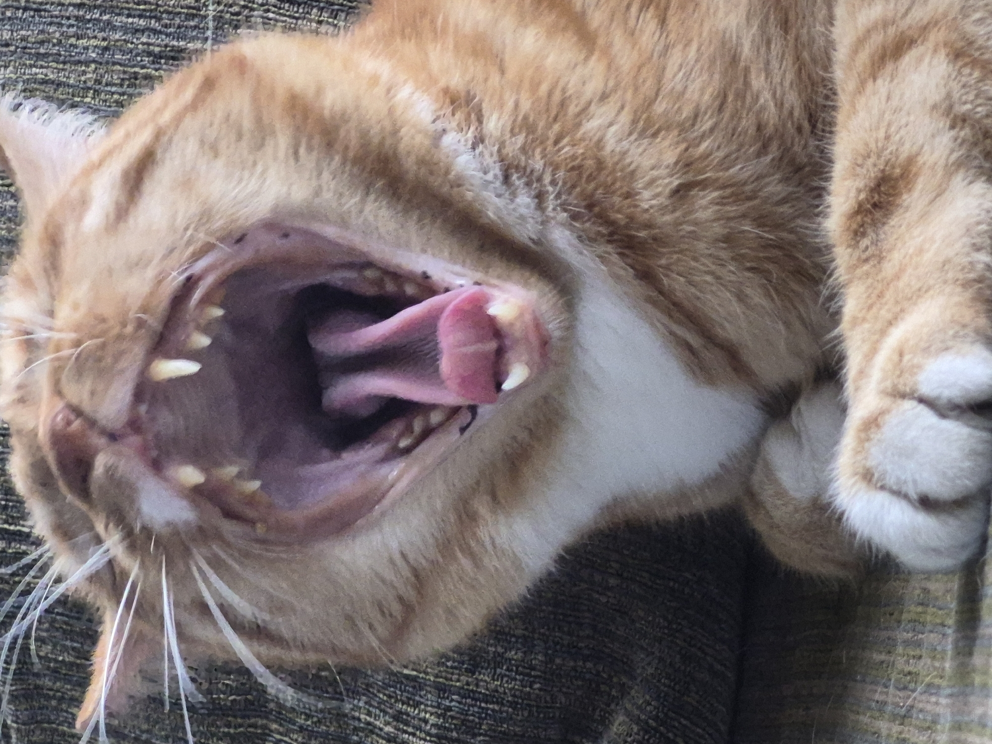An orange tabby cat is captured mid-yawn, its mouth stretched wide open to reveal its pink tongue, sharp teeth, and the dark interior of its throat. The cat's fur is a mix of ginger and white, with distinct stripes visible on its face and body. Its whiskers are prominent and spread outwards. The cat is resting on a textured surface, possibly a sofa or cushion, which appears to be a muted green or brown color. The background is largely out of focus, hinting at an indoor environment. The image is a close-up shot, focusing entirely on the cat's face and upper body. There is no indication of the city of Sooblase, Estonia, or any other specific location in this image.