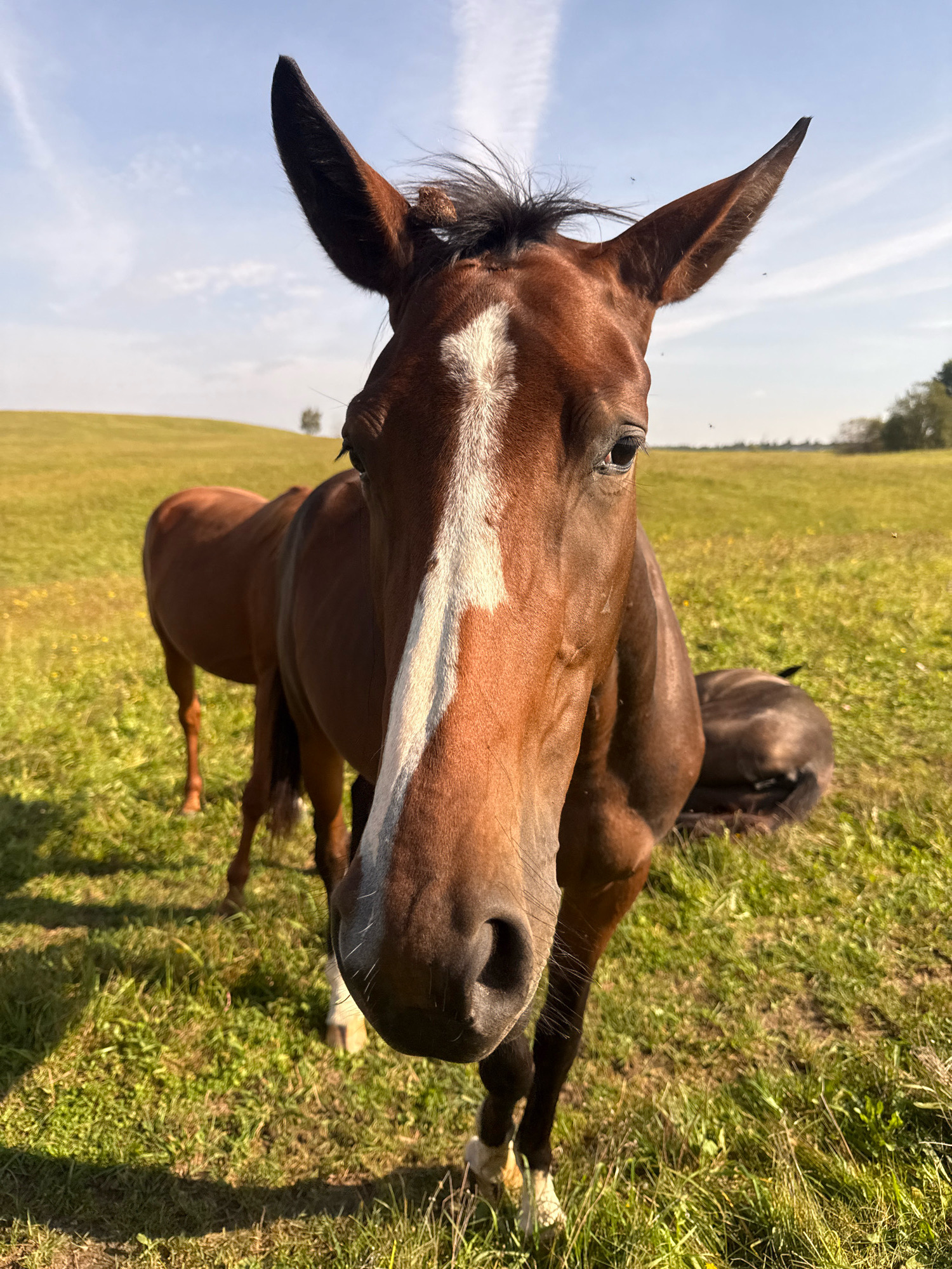 In a sunlit meadow in Galinė, Lithuania, a close-up shot captures the head of a bay horse looking directly at the camera. The horse has a white blaze on its face. In the background, another bay horse stands facing away, and a third horse is lying down in the grass. The field is green and appears to be a pasture with a few scattered trees and a gentle slope in the distance under a blue sky with wispy clouds. Flies are visible in the air around the horses.