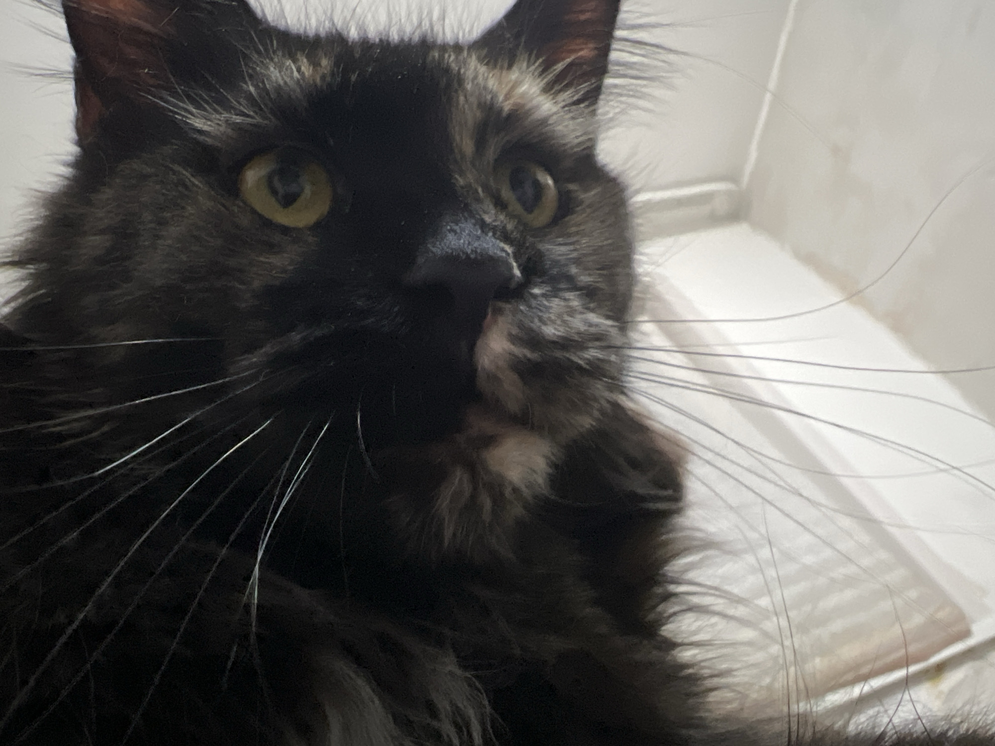A close-up, low-angle shot shows a dark-furred cat with yellow eyes looking directly at the camera. The cat's fur is long and appears somewhat disheveled. The background is out of focus and appears to be an indoor setting with white walls or surfaces. The cat's face dominates the frame, with its whiskers prominently displayed.