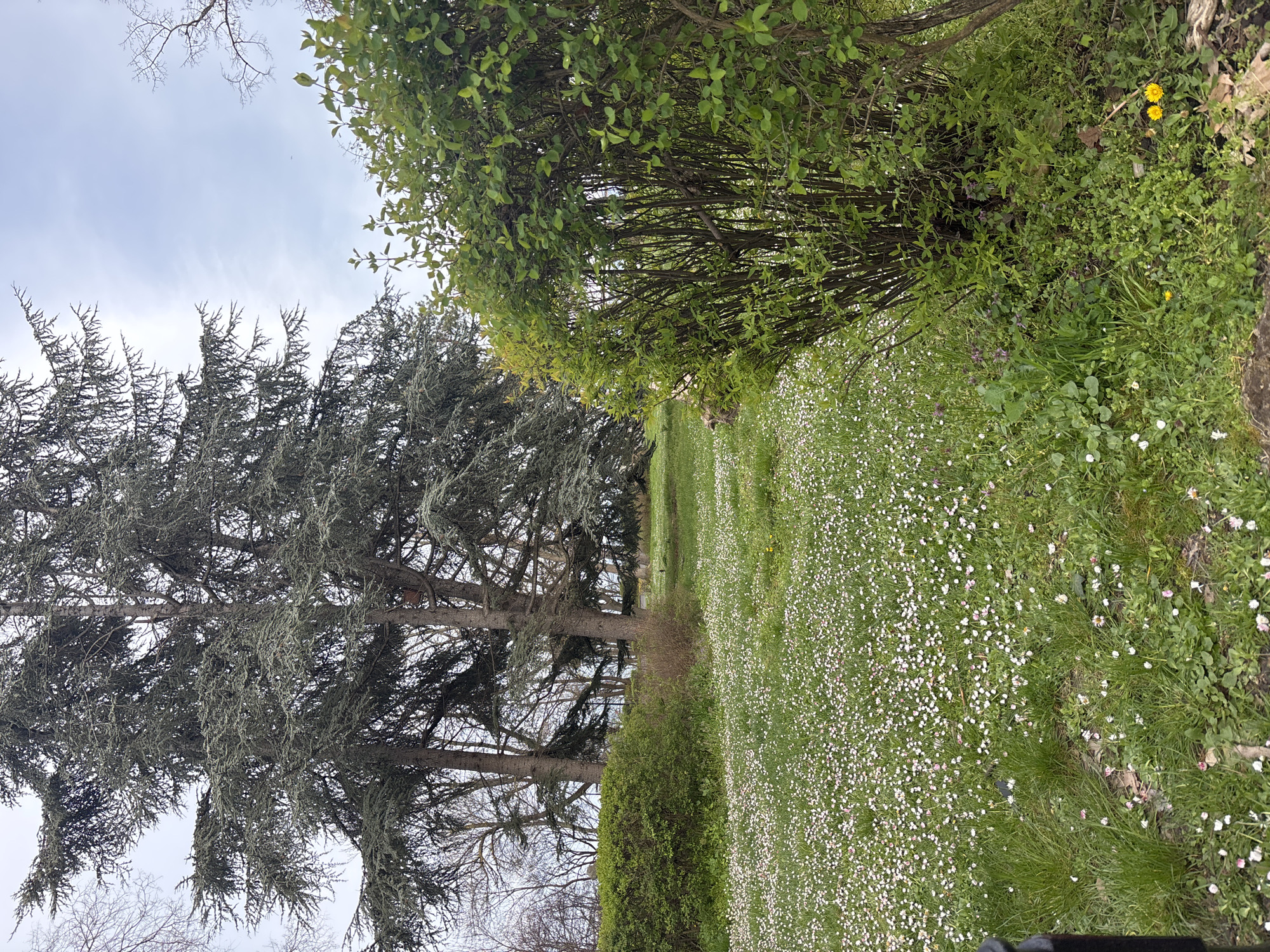 The scene depicts a grassy area in what appears to be a park or garden. The ground is covered in a dense field of small white flowers interspersed with grass. Trees and bushes border the area, including mature, tall trees with drooping branches on the left side, and denser shrubs on the right. The sky is overcast. The image orientation is rotated 90 degrees counter-clockwise. There is no evidence to indicate this is in Burgas, Bulgaria.