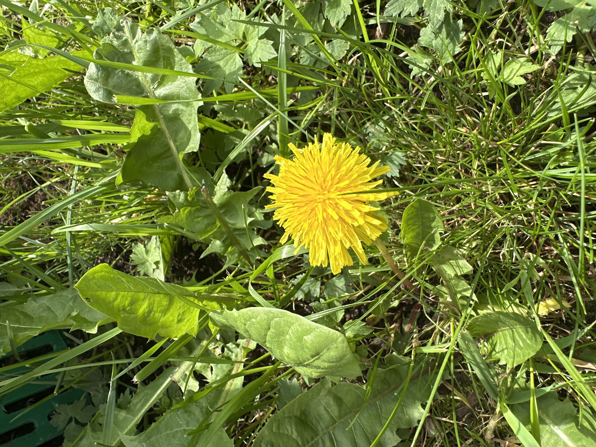 The image shows a close-up view of a bright yellow dandelion flower in a patch of green grass and foliage. The dandelion is in full bloom, with its petals radiating outwards from the center. Several green leaves of varying sizes are visible around the flower, some appearing jagged-edged. The background consists of more grass and darker soil, suggesting an outdoor natural setting. There are no people, animals, or man-made structures clearly identifiable in the image. The lighting suggests it is daytime with sunlight filtering through the leaves, creating some shadows. The location is not discernible from the image itself; therefore, I cannot provide details about its location in Чернишня, Russia.
