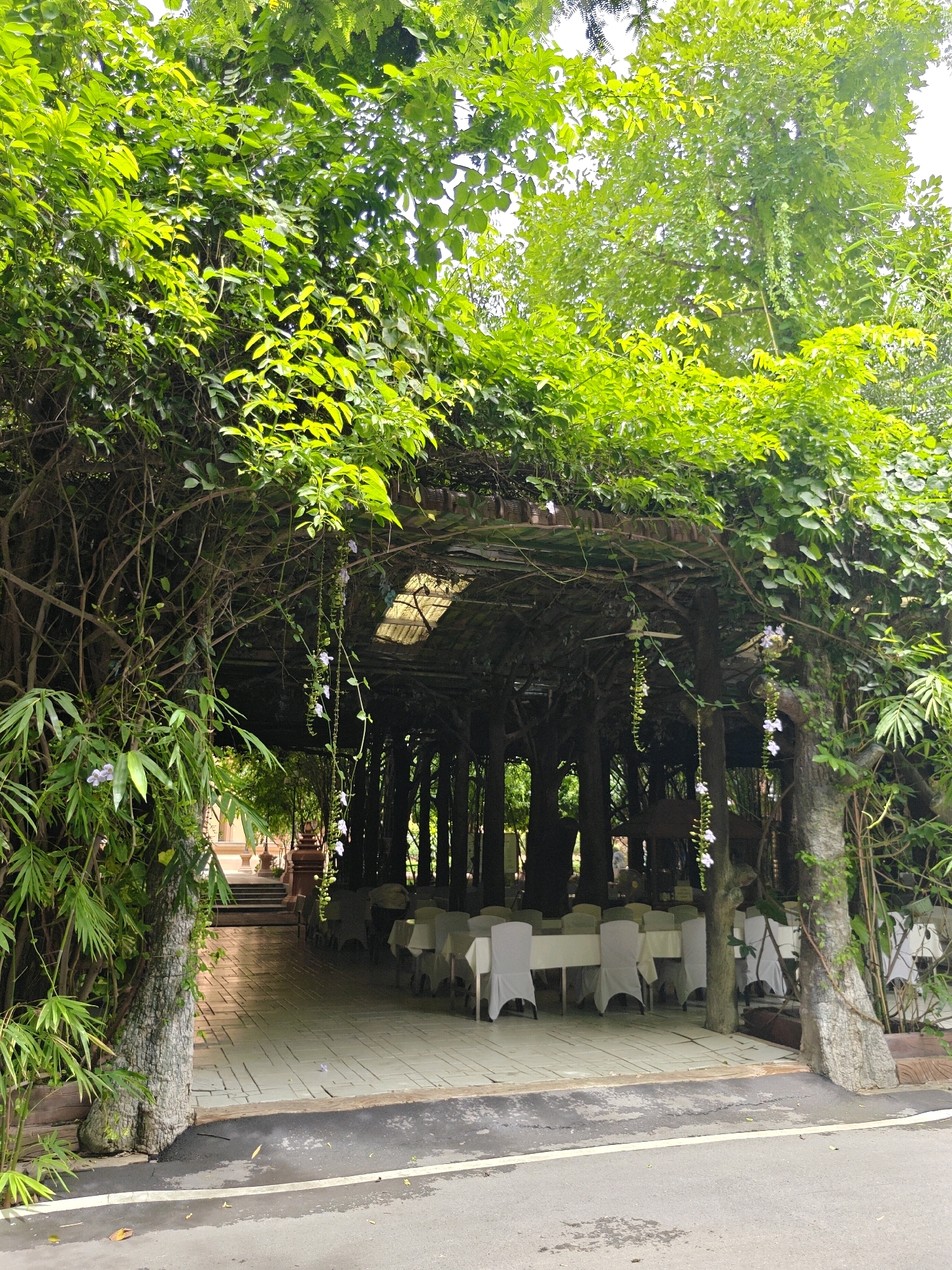 The image depicts an outdoor seating area covered by a canopy of lush green foliage and vines. The area is set up with multiple tables, each draped with white tablecloths and covered with white chairs, suggesting a dining or event space. The flooring appears to be paved with light-colored rectangular tiles. Beyond the seating area, stairs and a building can be seen, hinting at a larger structure or complex. The surrounding environment is rich with greenery, including bamboo stalks and various trees and plants, creating a natural and somewhat secluded atmosphere. The scene is set on a paved road in front of the venue. The location is identified as Hantra Subdistrict, Thailand. There are no people visible in the image.