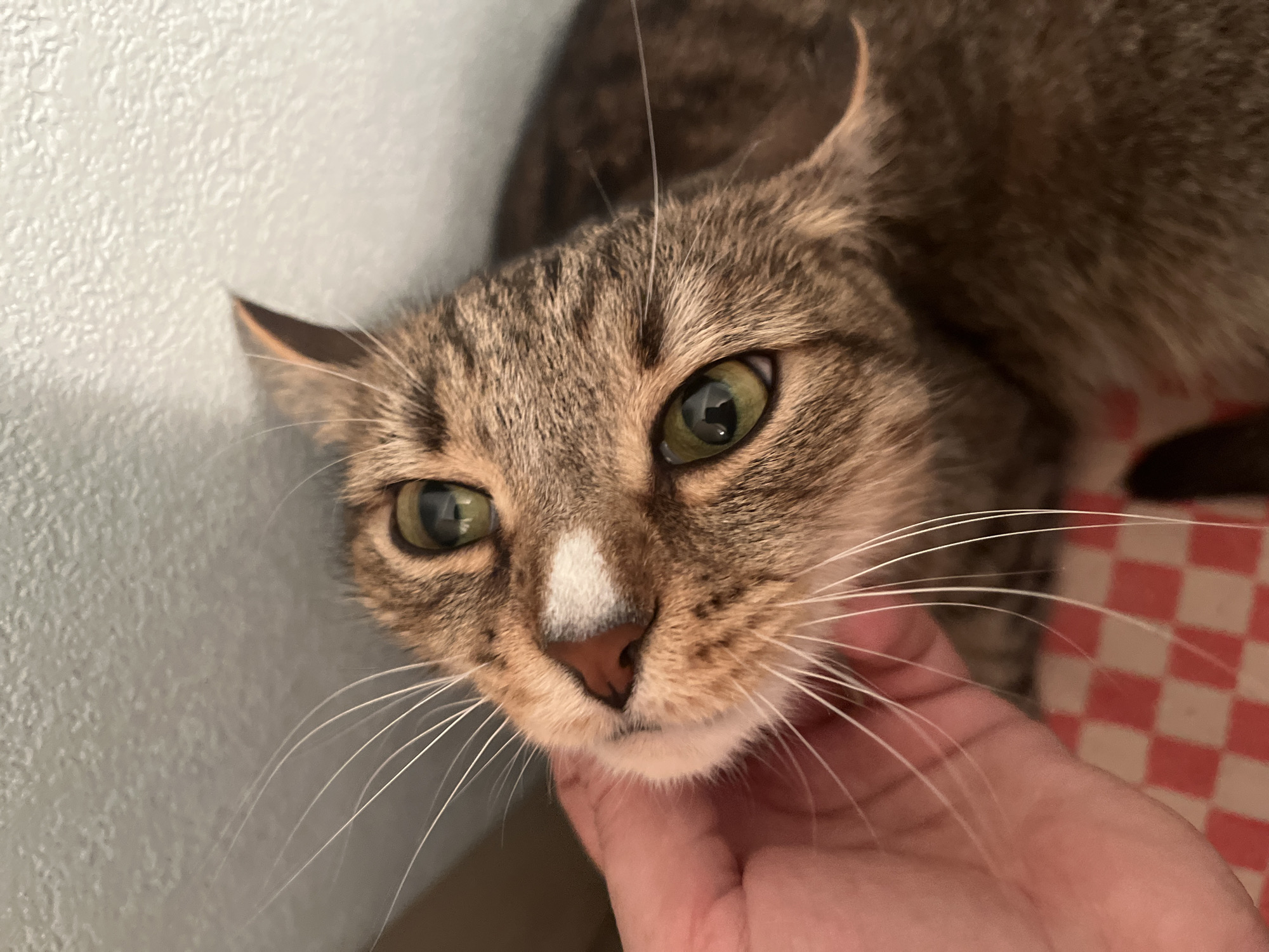 A close-up, high-angle portrait features a domestic tabby cat being gently touched by a human hand. The cat, exhibiting shades of brown and grey striped fur, has prominent bright green eyes with vertical pupils, and a distinctive small white spot on the bridge of its nose. Its long, white whiskers fan out from its muzzle. One ear is visible, slightly pulled back, suggesting attentiveness.
A fair-skinned human hand, with no visible jewelry, is positioned under the cat's chin, appearing to pet or cradle its head in a gesture of affection. The cat's gaze is directed towards the viewer or the source of interaction.
The background consists of a light-colored, textured wall on the left and upper sections of the frame. To the bottom right, a blurred red and white checkered pattern, possibly a blanket or mat, provides a contrasting color and texture. A thin, hair-like strand is visible against the cat's fur and the background. The scene is brightly lit, indicative of an indoor setting, and conveys a sense of gentle interaction and companionship. No text is visible.