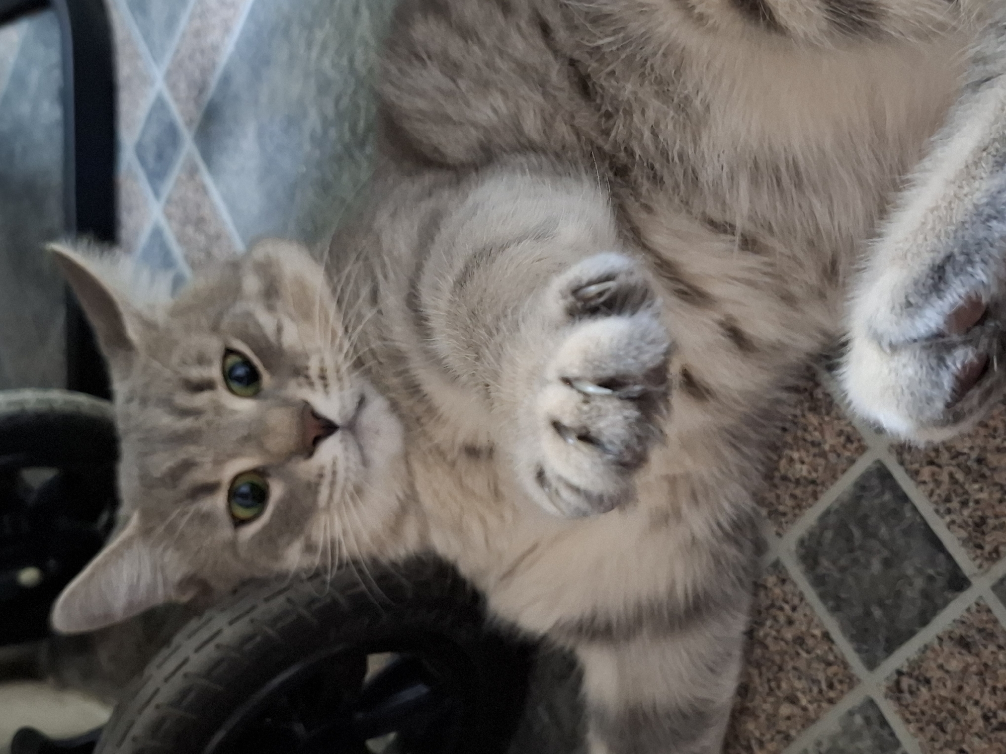 A gray tabby cat lies on its back on a tiled floor, next to a black wheel. The cat's face is visible, with green eyes and a pink nose. Its paws are flexed, exposing its claws. The floor tiles have a diamond pattern in shades of brown, gray, and blue. The scene suggests an indoor location. There are no discernible details to identify the exact location in Novi Sad, Serbia.