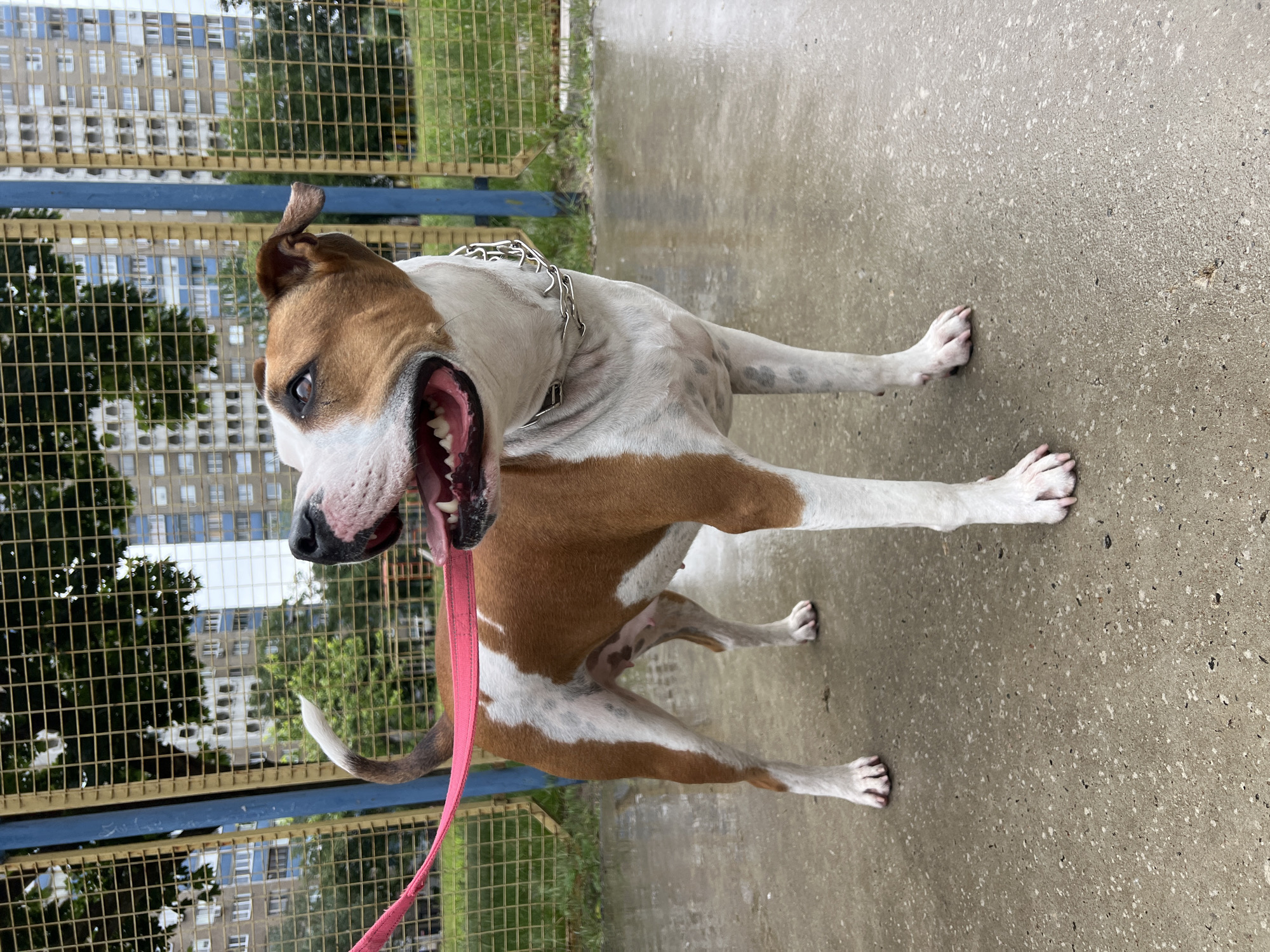 The image displays a short-haired dog, likely an American Staffordshire Terrier or a similar bully breed, with prominent brown and white markings. The dog is captured in a rotated orientation, standing on a light gray, speckled concrete or paved surface that appears damp. It wears a silver chain collar, and a bright pink leash trails from its neck. Its mouth is wide open, revealing numerous white teeth and an extended pink tongue, suggesting panting or an excited demeanor. One ear is slightly curled, and a dark, alert eye is visible.
In the background, behind a metal mesh fence with a blue horizontal bar, are tall residential buildings, characteristic apartment blocks of an urban environment. Green trees and foliage are interspersed between the buildings and the fence.
The scene depicts the dog during an outdoor activity, such as a walk, in what appears to be a public area or park. The damp ground indicates recent rain or wet conditions. The lighting is bright and even, suggesting daytime, possibly under an overcast sky. The architectural style of the buildings and the general urban setting are consistent with the provided location context of Kyiv, Ukraine. No visible text is present in the image.