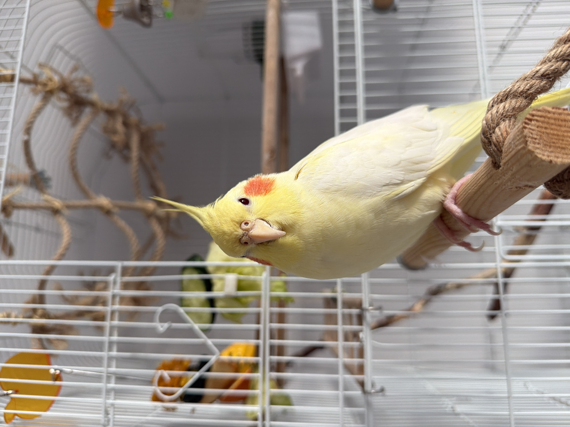 A pale yellow cockatiel is perched on a wooden dowel inside a white metal birdcage. The bird is facing forward, with its crest raised and its beak slightly open. Its eyes are dark and round, and it has bright orange cheek patches. The birdcage is filled with other perches and ropes, and in the background, another bird, possibly a budgie, is visible. The image appears to have been taken indoors, with soft lighting and a neutral background. There is no indication of the location within the city of Krasnoyarsk, Russia.