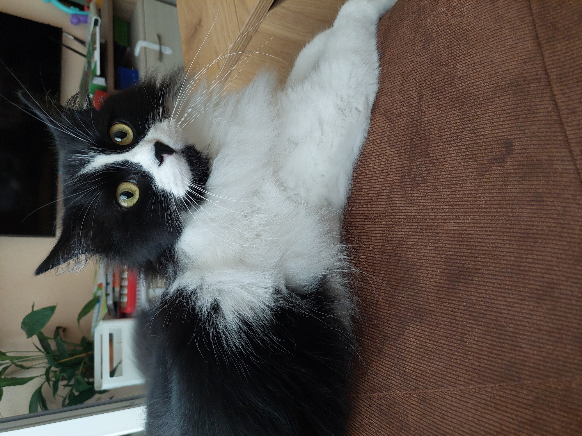 The image shows a black and white cat lying on a brown upholstered surface. The cat has long fur and yellow eyes. The background shows a window with a plant, and some shelves with various objects. The location cannot be determined as Plovdiv, Bulgaria.