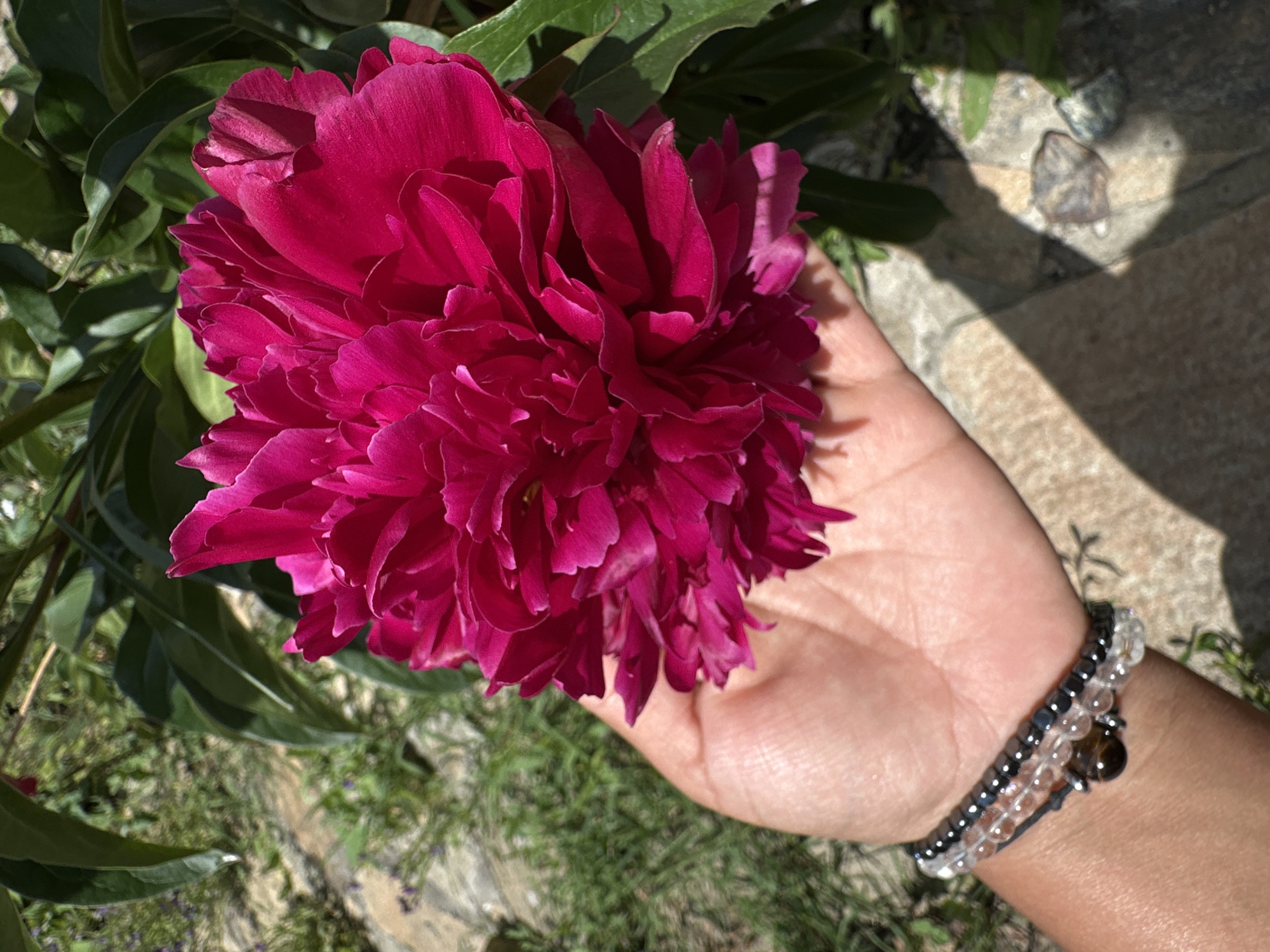 An overhead, medium shot captures a large, fuchsia-colored peony held in a person's left hand. The peony's petals are tightly packed and layered, creating a voluminous bloom. The hand is cupped, gently supporting the flower. The person's wrist, adorned with three stacked beaded bracelets—one black with square beads, one clear with round beads, and a third with a tiger's eye charm—is visible. The background is a blurred garden scene with green foliage, stone pathways, and dappled sunlight. The focus is on the peony and the hand holding it. The location is identified as Unknown, Unknown.