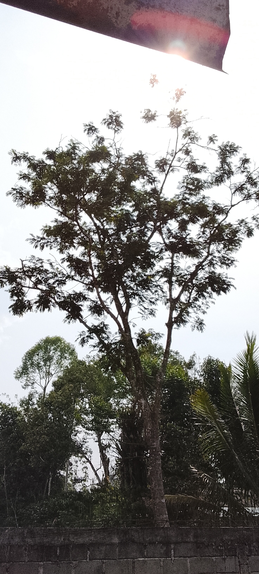 A low-angle, vertical shot shows a large, mature tree with a thick, textured trunk dominating the center of the frame. Its branches, laden with dark green foliage, spread outwards, reaching towards a bright, overcast sky. Sunlight glints off the sky, creating a lens flare and obscuring details at the top of the image. Below the large tree, a dense collection of various trees and foliage fills the lower half of the frame, creating a layered effect. In the foreground, a grey, rough-textured wall constructed from rectangular blocks runs horizontally across the bottom of the image. This wall appears to be the top of a structure. The overall environment suggests a tropical setting.