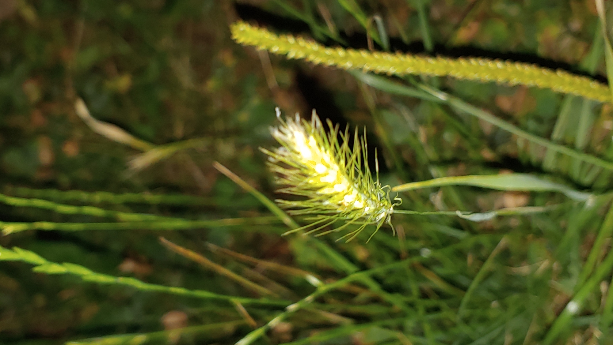 The image displays a close-up, low-light view of several blades of grass and two distinct seed heads. The foreground is dominated by a fuzzy, bright yellow seed head with numerous thin, spiky protrusions, appearing to be illuminated from within. To the right, a second, elongated, green seed head with a segmented texture is visible, also slightly out of focus. The background consists of blurred green foliage and hints of brown, suggesting an outdoor, natural environment. No people or specific locations within Mukachevo, Ukraine, are discernible from the image.