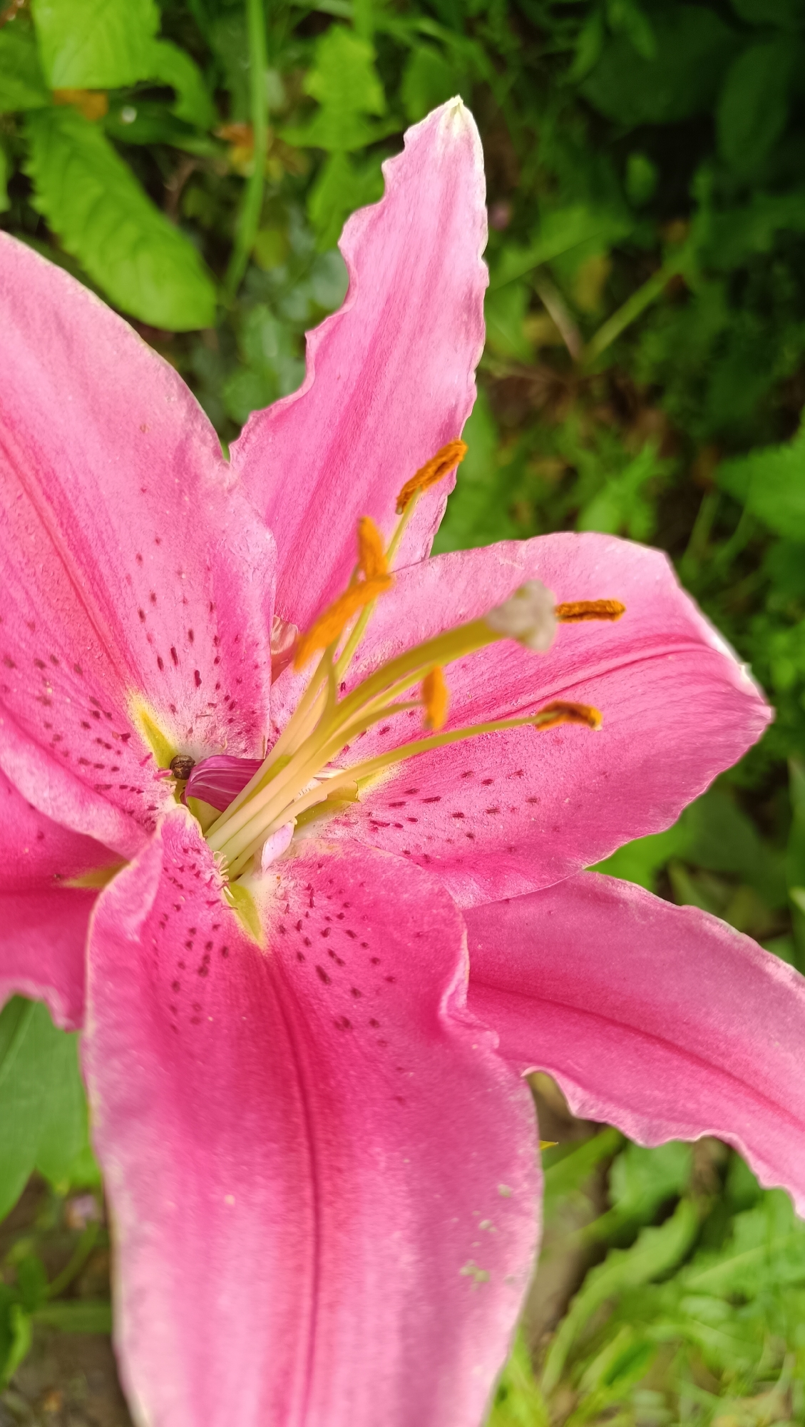 A close-up, vertical, eye-level shot reveals the intricate details of a pink lily. The flower's petals, a vibrant shade of pink, are adorned with dark speckles, particularly concentrated towards the center. The stamen, tipped with orange anthers, are prominently displayed, reaching out from the heart of the bloom. The background consists of blurred green foliage, suggesting an outdoor garden setting. No specific location in Karsha, Russia, can be identified from the image.