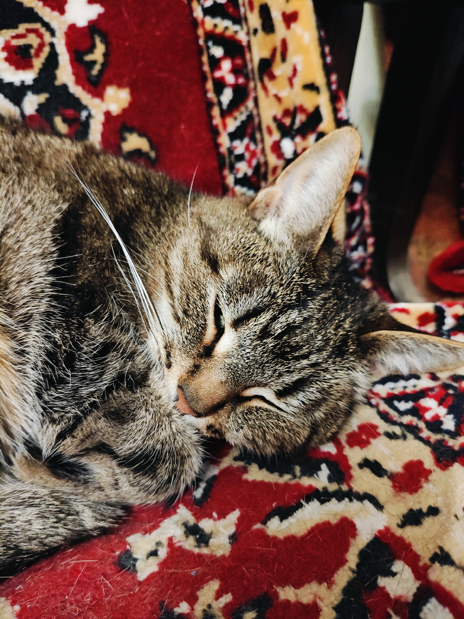 A close-up shot captures a tabby cat sleeping curled up on a rug with a red, black, and yellow patterned design. The cat's eyes are closed, and its face is partially obscured by its paws, suggesting a state of deep sleep and comfort. The texture of the cat's fur is detailed, with visible stripes and whiskers. The rug's intricate pattern provides a colorful and textured backdrop, with the warm tones complementing the cat's fur. The lighting appears to be ambient, possibly from indoors, casting soft shadows and highlighting the details of the cat and the rug. The overall mood is peaceful and tranquil, emphasizing the coziness of the scene. There is no visible text in the image. The location context is Chaikovsky, Russia.