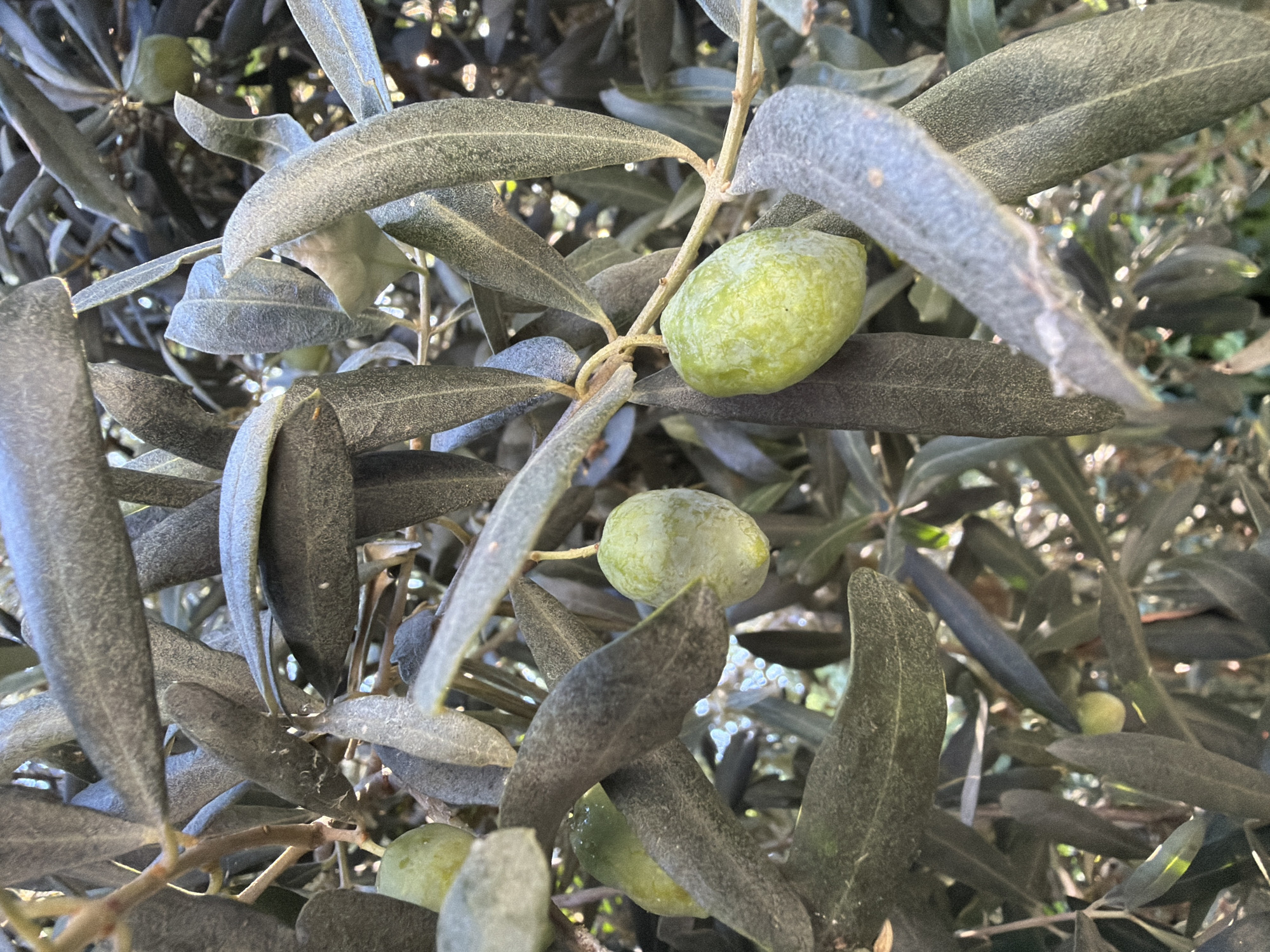 A close-up shot captures a cluster of green olives hanging from an olive tree, nestled amongst its silvery-green leaves. The olives are a light green color and appear to be unripe. The leaves are elongated and have a slightly fuzzy texture. The background is blurred, showing hints of sunlight filtering through the branches. The scene is likely outdoors, potentially in a garden or park. There are no people or animals visible in the image. The image does not contain specific information about its location in Kadıköy, Turkey.