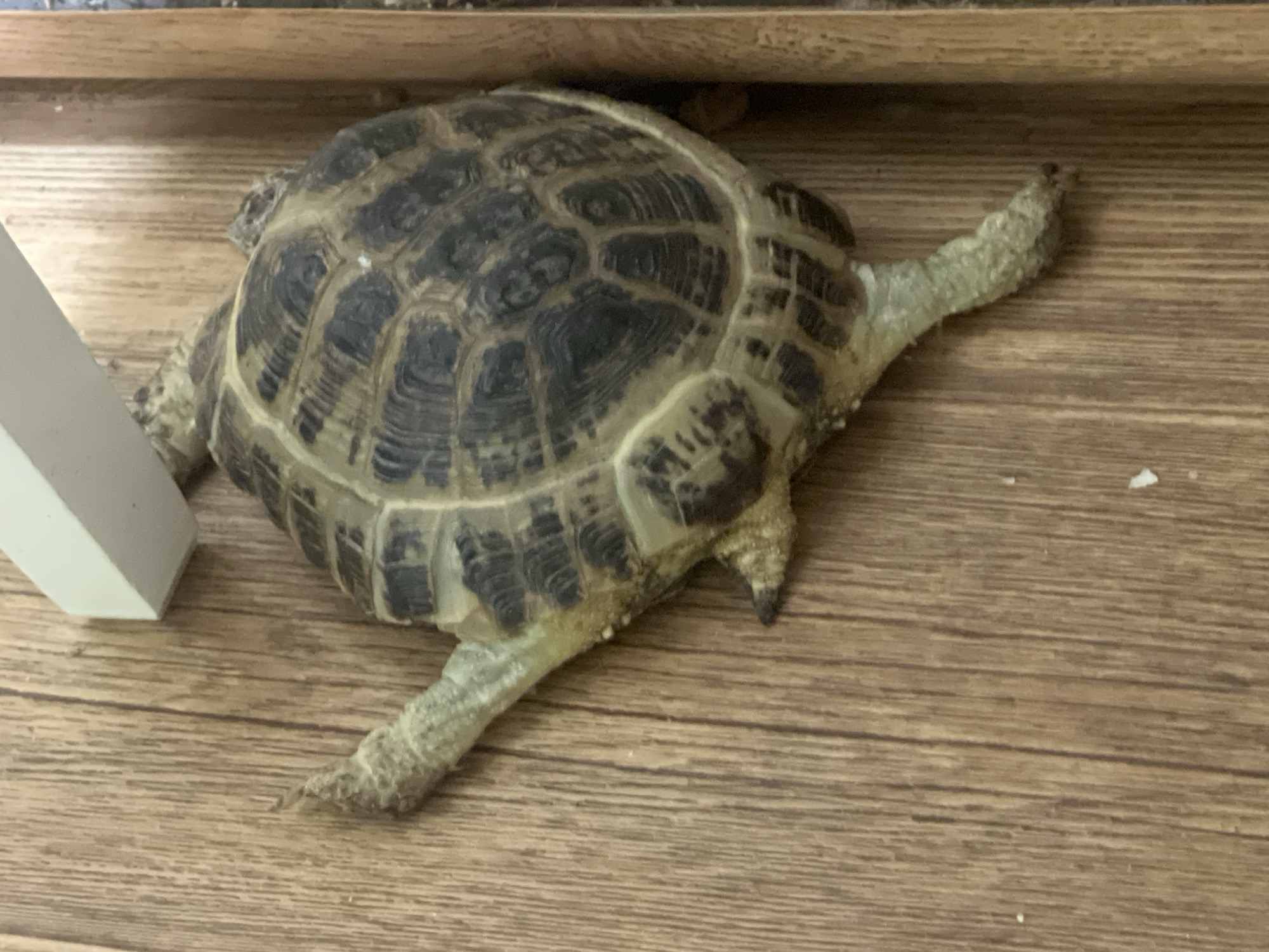 A tortoise is on a wood-patterned surface. The tortoise has a patterned shell of dark brown and beige. Its legs are light beige and textured. A white, rectangular object is on the left edge of the image. The surface appears to be a floor. A ledge is visible in the top of the image. There is no indication of the location being Chaikovsky, Russia, nor is there any indication of people, actions or interactions.
