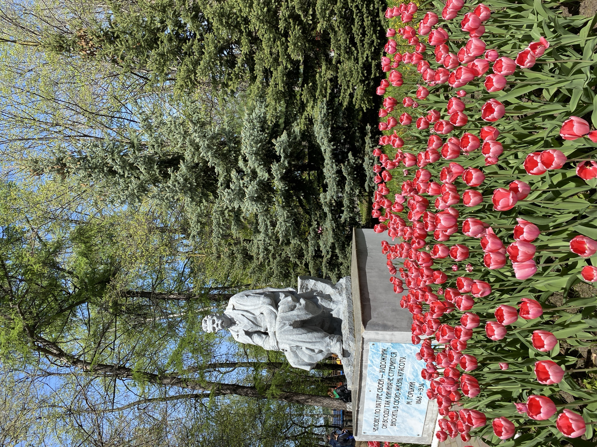The image shows a monument to Maxim Gorky in Izhevsk, Russia, surrounded by a flower bed of red tulips. The statue, made of a light-colored stone, depicts a seated man in a contemplative pose. A plaque at the base of the monument contains an inscription in Russian. Towering behind the monument is a large evergreen tree. Other trees with budding green leaves are visible in the background, partially obscuring the blue sky. In the lower center of the image, a glimpse of a park fence and indistinct figures suggests a public space. The scene is brightly lit, suggesting a sunny day.