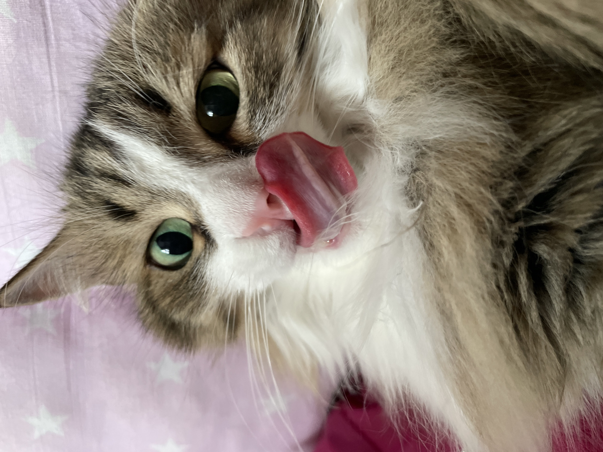 A close-up photograph captures a cat lying on a pink surface patterned with white stars. The cat has brown and white fur. Its tongue is extended. The cat's eyes are green. The background is blurred. This image was not necessarily taken in Izhevsk, Russia; there is no information suggesting this.