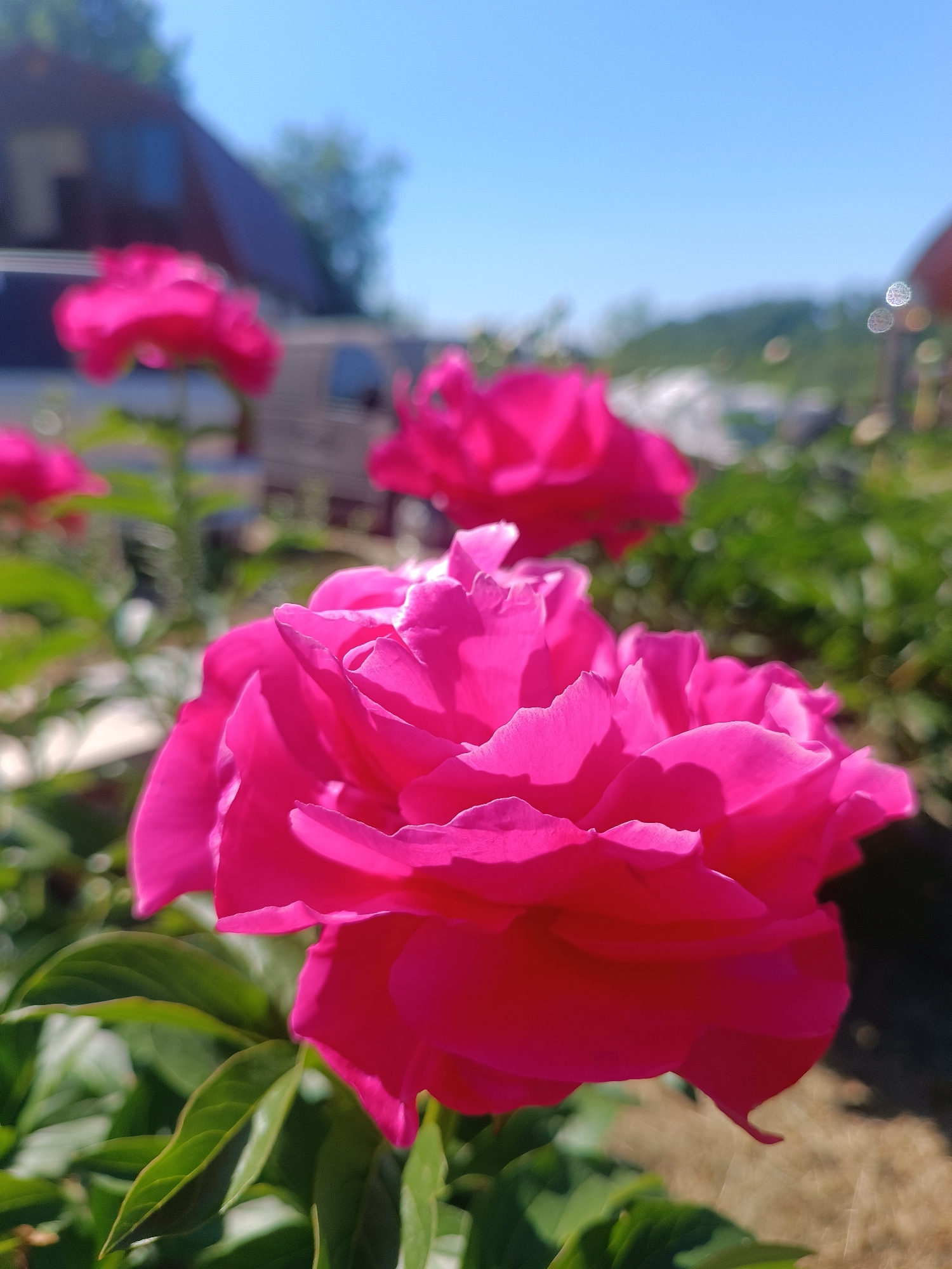 The image captures a close-up, shallow depth-of-field photograph of a vibrant fuchsia-pink flower, prominently in focus in the foreground, primarily occupying the lower right and center of the frame. The flower exhibits numerous layered petals, displaying distinct folds and shadows, indicating bright directional sunlight from the upper right. Several dark green leaves are visible beneath and partially surrounding the primary flower, also in focus.
The background is significantly out of focus, creating a soft bokeh effect. In the midground, multiple other blurred pink flowers, consistent in appearance with the foreground subject, are visible to the left and right, suggesting a larger plant or garden setting. To the left of the frame, a blurred building with a dark, gabled roof and a darker facade is discernible, appearing to be a house or similar structure. Further indistinct blurred green foliage and architectural elements are visible towards the right midground. The upper portion of the background consists of a clear, light blue sky without any visible clouds. Distant blurred green shapes, possibly trees or hills, are also present against the sky. The scene depicts an outdoor environment under bright sunlight. No individuals or animals are present in the image. This scene is located in Motyakovo, Russia.