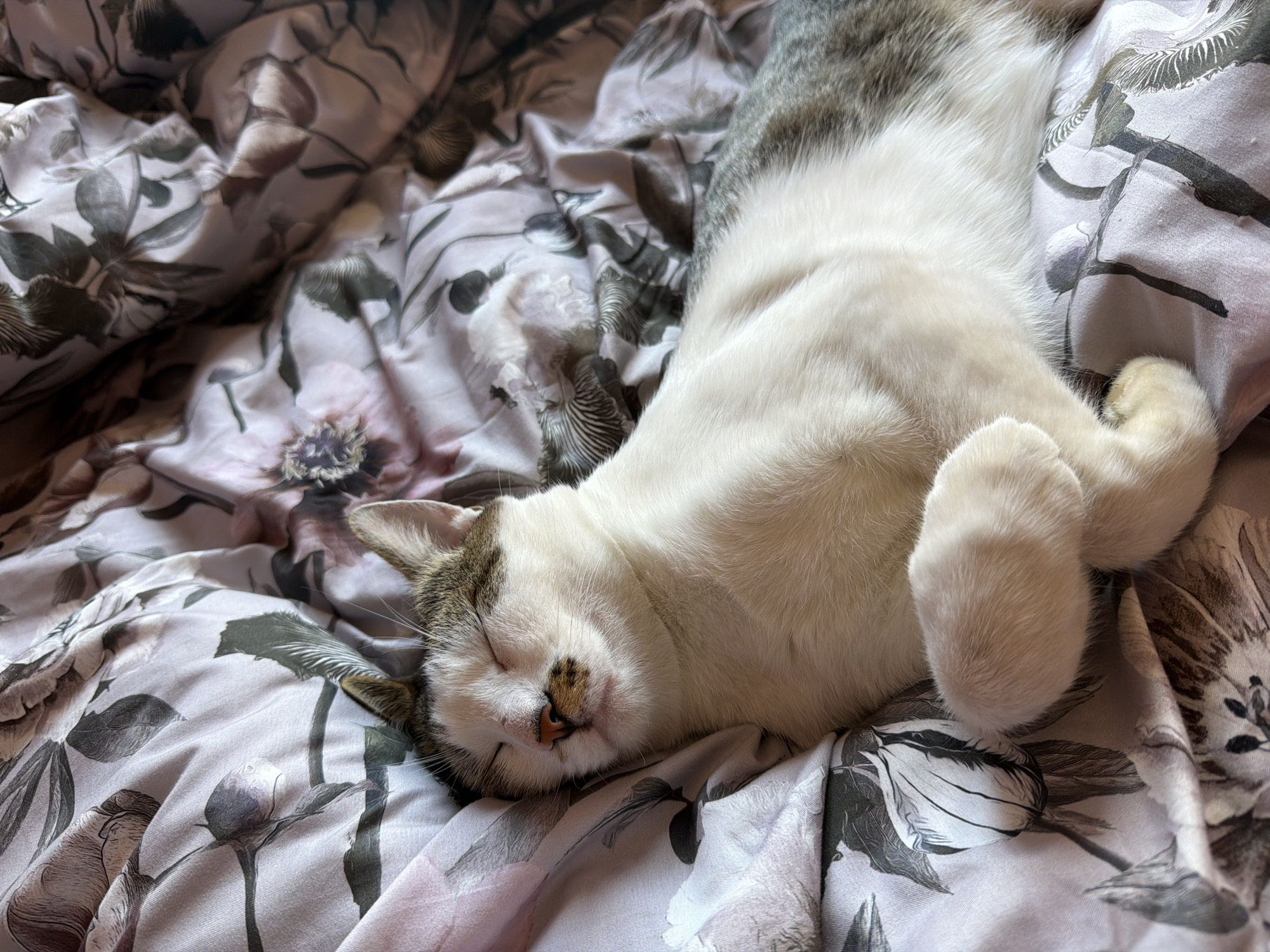 A domestic cat is sleeping on a floral-patterned comforter. The cat is white with gray tabby markings on its head and back. Its eyes are closed, and its paws are tucked in. The comforter is made of a light pink fabric with a pattern of large, dark gray and muted pink flowers and leaves. The image is a close-up shot, focusing on the cat and the texture of the comforter. The lighting suggests it is daytime, likely indoors. The image was taken in Orehovitsa, Bulgaria.