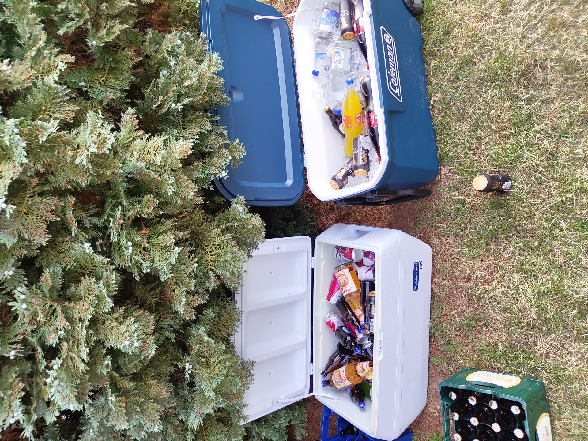 The image depicts an outdoor scene, likely a backyard or park in Schmelz, Germany, characterized by a grassy area, a juniper bush, and assorted beverage containers.
Two coolers are present: a blue "Coleman" cooler with its lid open, containing various beverages including beer cans (Guinness), liquor bottles, water bottles, and soda immersed in ice; and a white "Rubbermaid 30" cooler, also with its lid open, filled with a mix of beer bottles, cans, and other bottled drinks.
A single empty Guinness can sits on the grass near the "Coleman" cooler. Adjacent to the "Rubbermaid 30" cooler, there is a green beer crate filled with unlabeled beer bottles. The coolers and beer crate rest on the ground among the grass, near the juniper bush. There are no people or other explicit actions visible in the image.