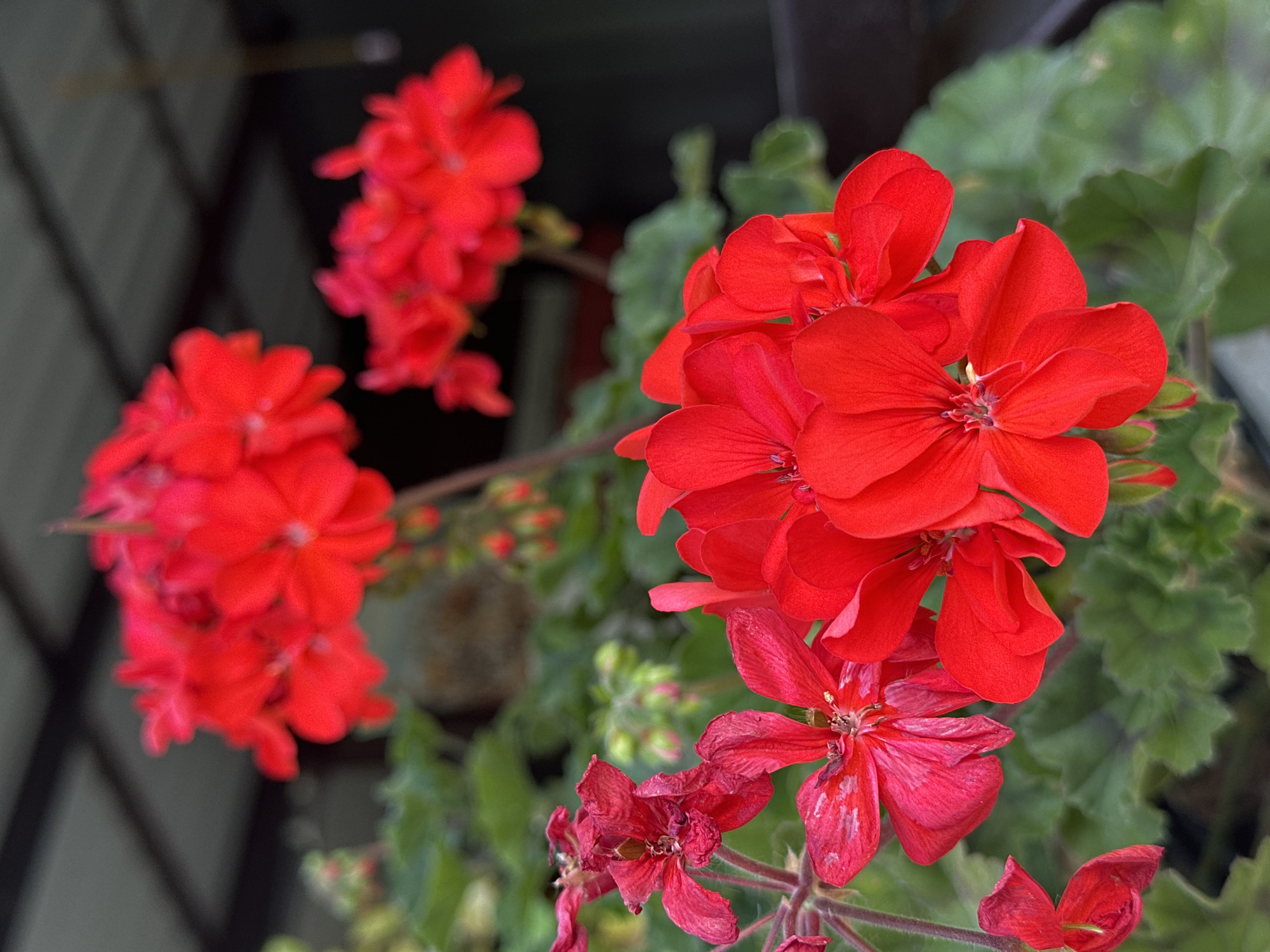 This image depicts a close-up view of bright red geranium flowers in bloom, set against a backdrop of lush green foliage. The flowers are clustered together, with some in sharp focus and others softly blurred, creating a sense of depth. In the background, out-of-focus structures suggest an outdoor setting, possibly a balcony or garden area, with a dark, possibly covered, roof structure visible overhead. The lighting appears to be natural daylight. There are no people or animals visible in the image. The overall impression is one of vibrant natural beauty.
The image was taken in the city of Yessentuki, Russia.