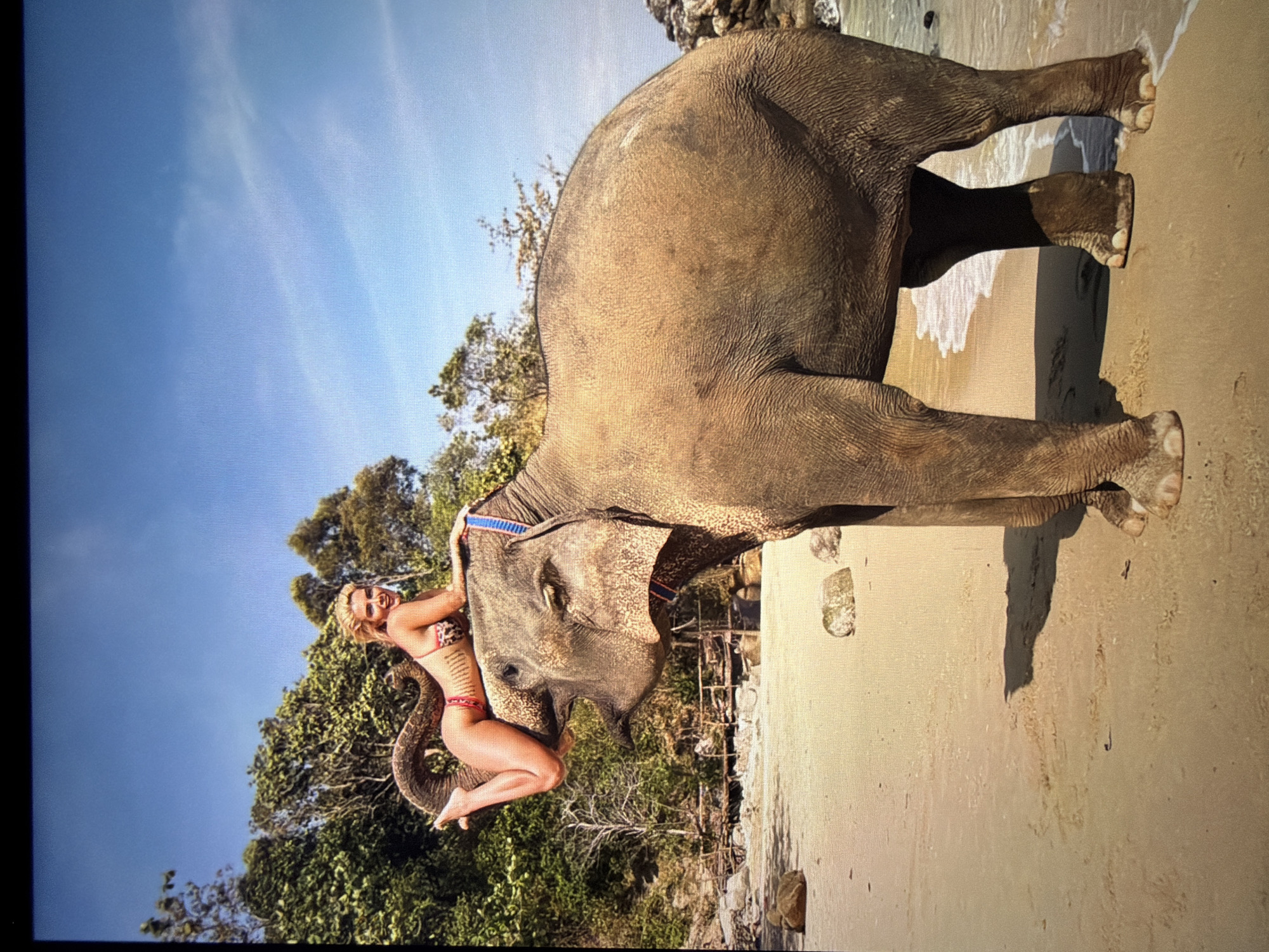 The image captures a bright, sunny outdoor scene featuring an adult elephant and a person on a sandy beach. The large elephant stands on the light brown sand, with its front legs positioned near the water's edge where gentle waves are visible. Its body casts a prominent shadow on the sand, suggesting a strong light source from above. A blue strap or harness is secured around the elephant's head and neck.
A person, appearing to be a woman with blonde hair, is seated on the elephant's neck, looking towards the viewer with a smile. She is wearing a leopard-print bikini with red detailing. Her left arm rests on the elephant's head, and her legs are bent, with her right foot visible near the elephant's ear.
The background features lush green trees and dense foliage, indicative of a tropical or subtropical environment. Above the trees, the sky is clear and a vibrant blue with only a few faint, wispy clouds. The strong sunlight and distinct shadows suggest it is daytime, likely late morning or early afternoon. The overall scene portrays a leisure activity or photo opportunity with the elephant on a picturesque beach. There is no visible text in the image.